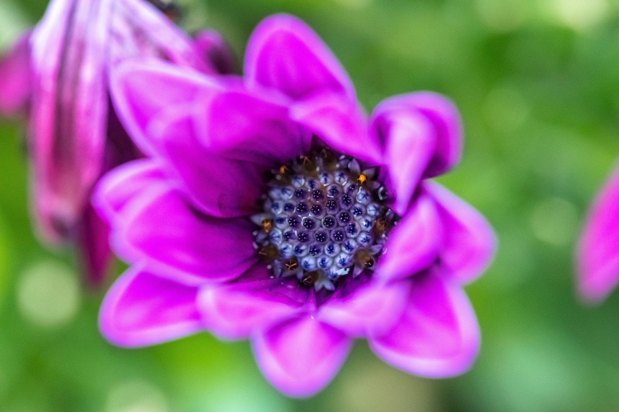 Canon EF 100mm F2.8 Macro USM sample photo. 1dx_2016_013.jpg photography