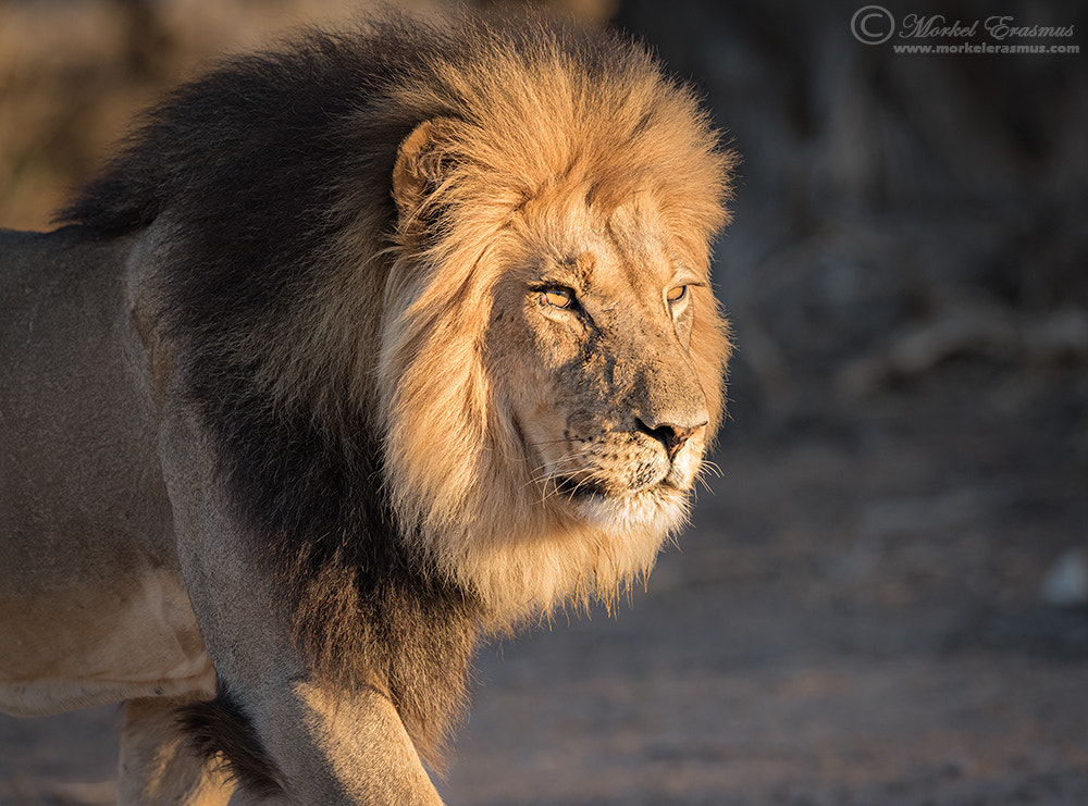Nikon AF-S Nikkor 400mm F2.8G ED VR II sample photo. Glorious one photography