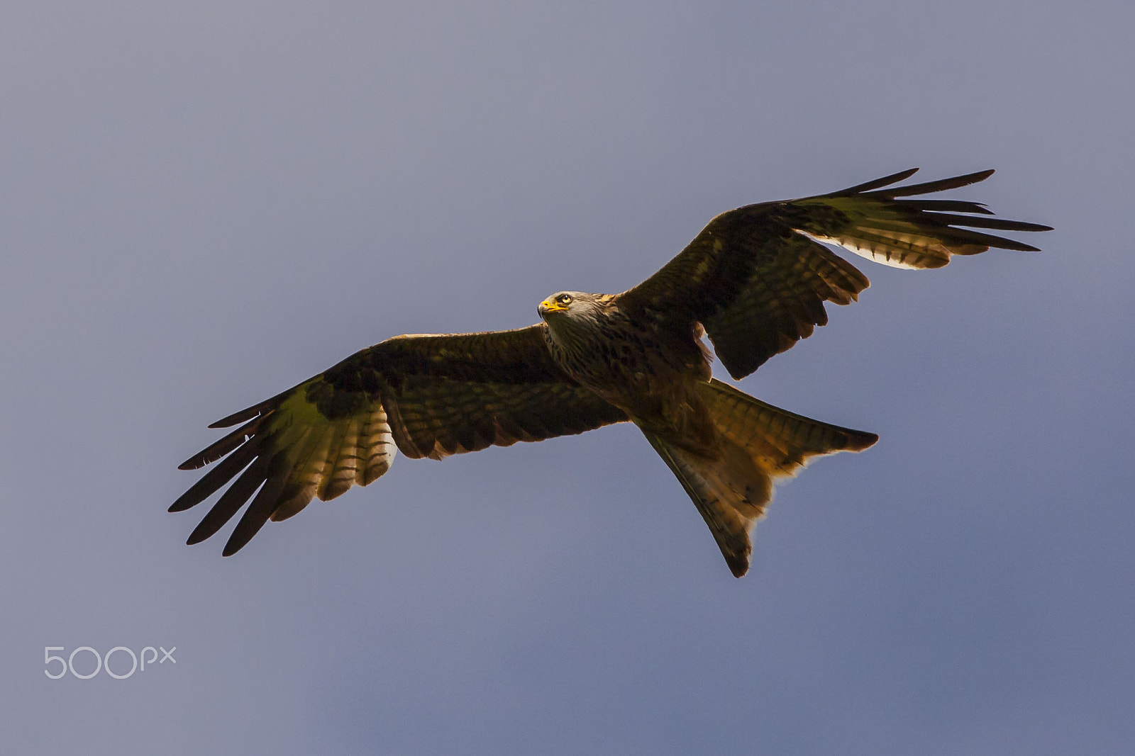 Canon EOS 5D Mark II + Canon EF 400mm F5.6L USM sample photo. Red kite soaring in the sunshine photography
