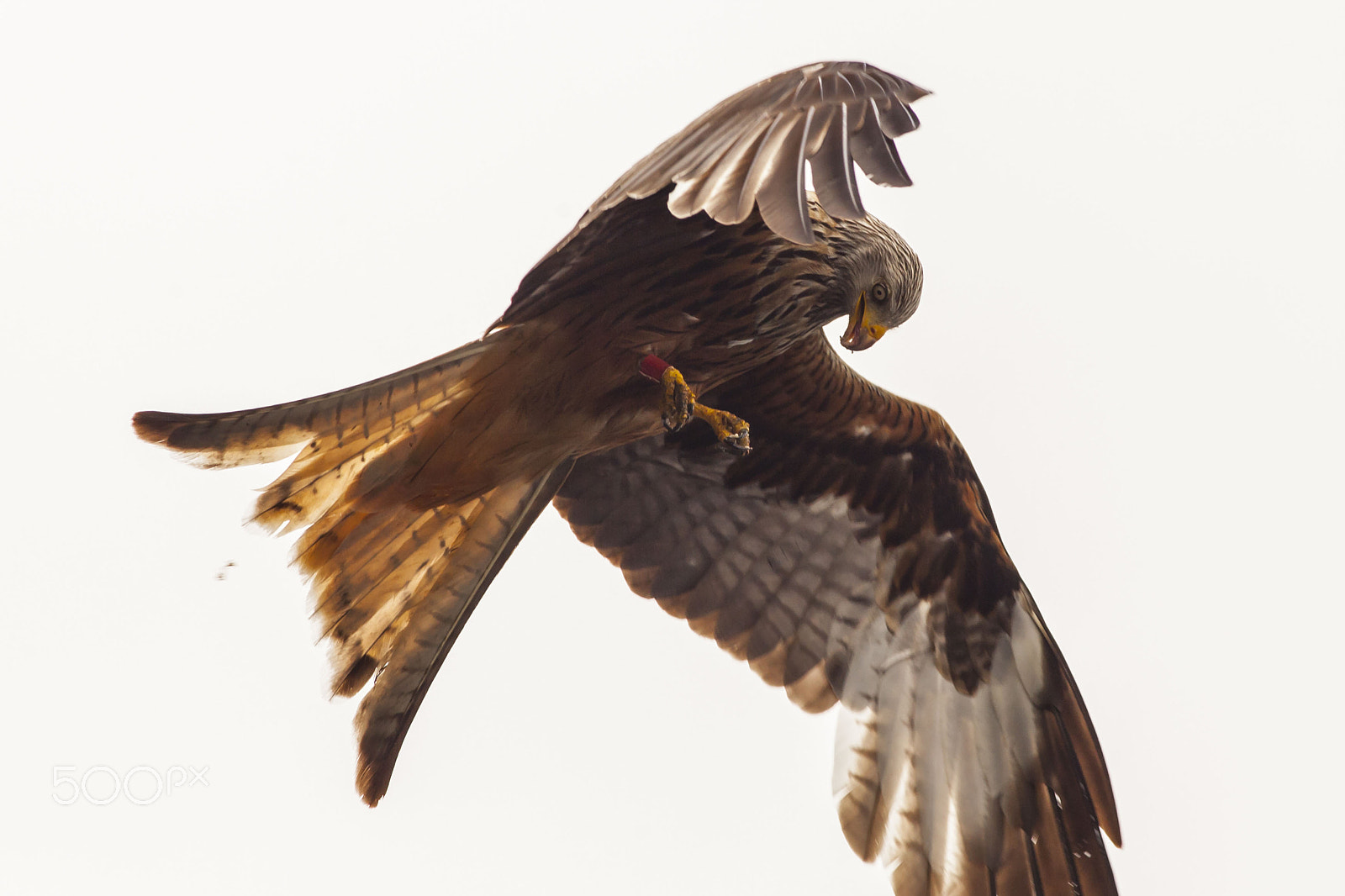 Canon EOS 5D Mark II + Canon EF 400mm F5.6L USM sample photo. Red kite lost lunch photography