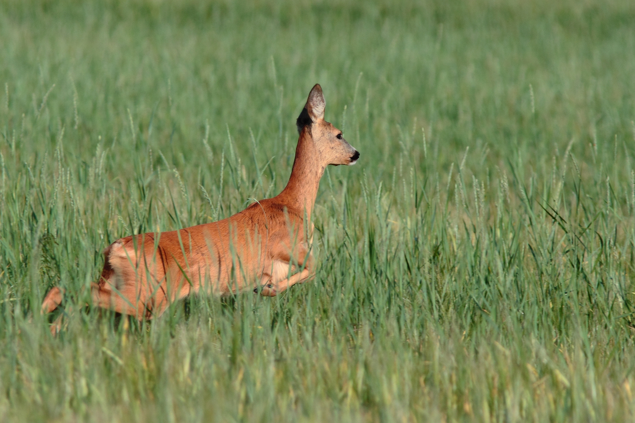 Canon EF 300mm F4L IS USM sample photo