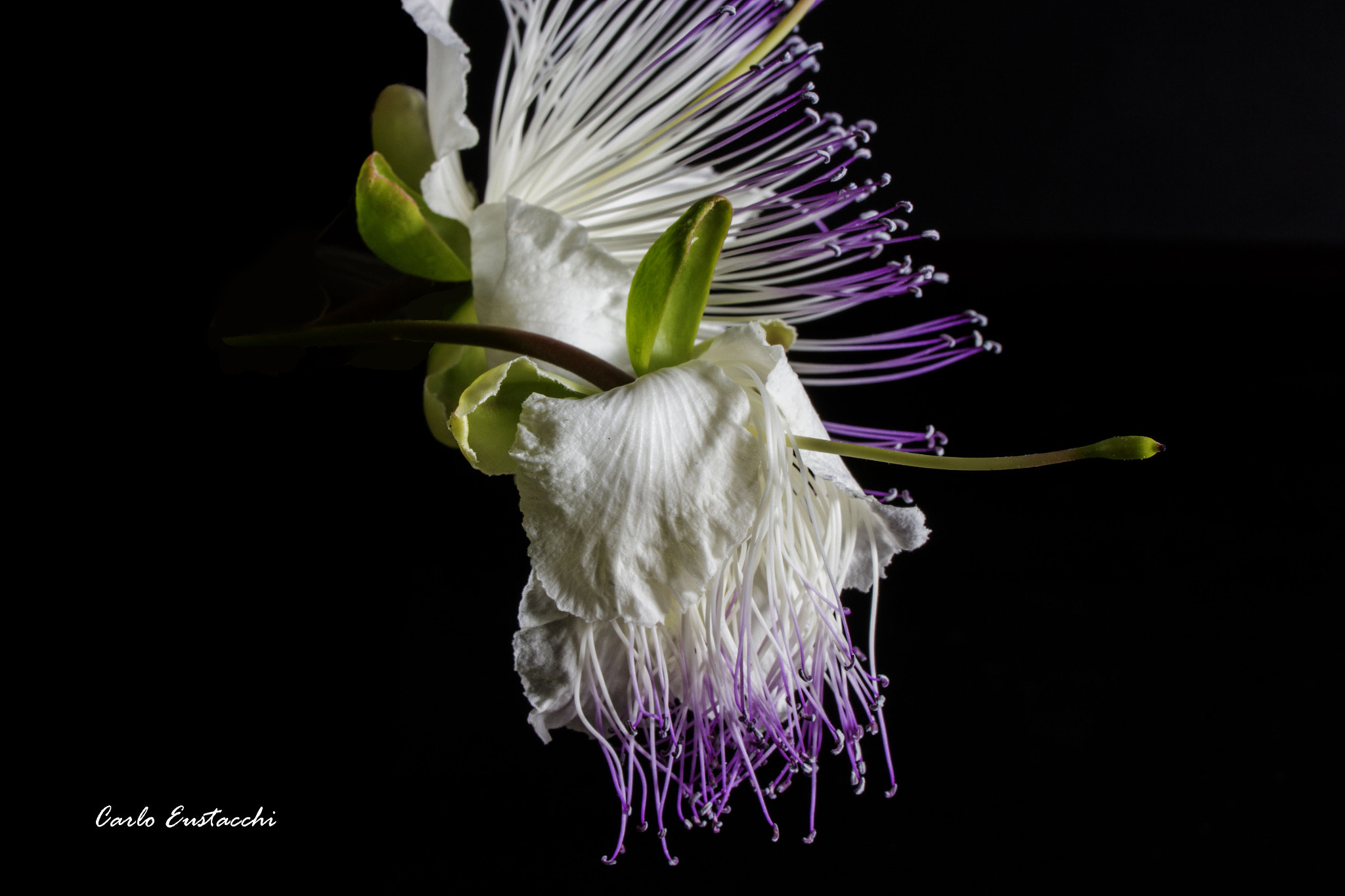 Tamron SP AF 60mm F2 Di II LD IF Macro sample photo. Fiori di cappero photography