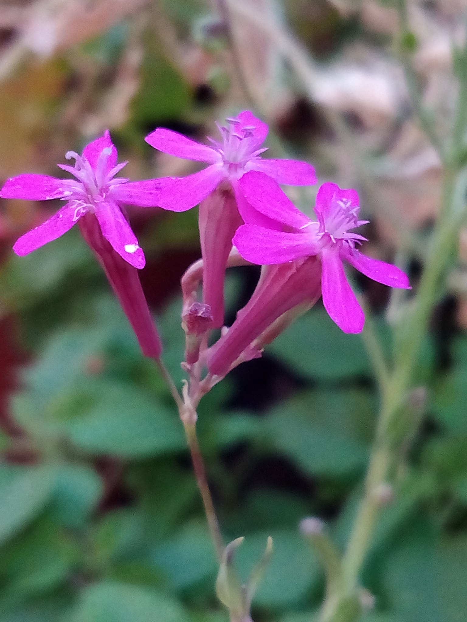 bq Aquaris E5 HD sample photo. Flores photography