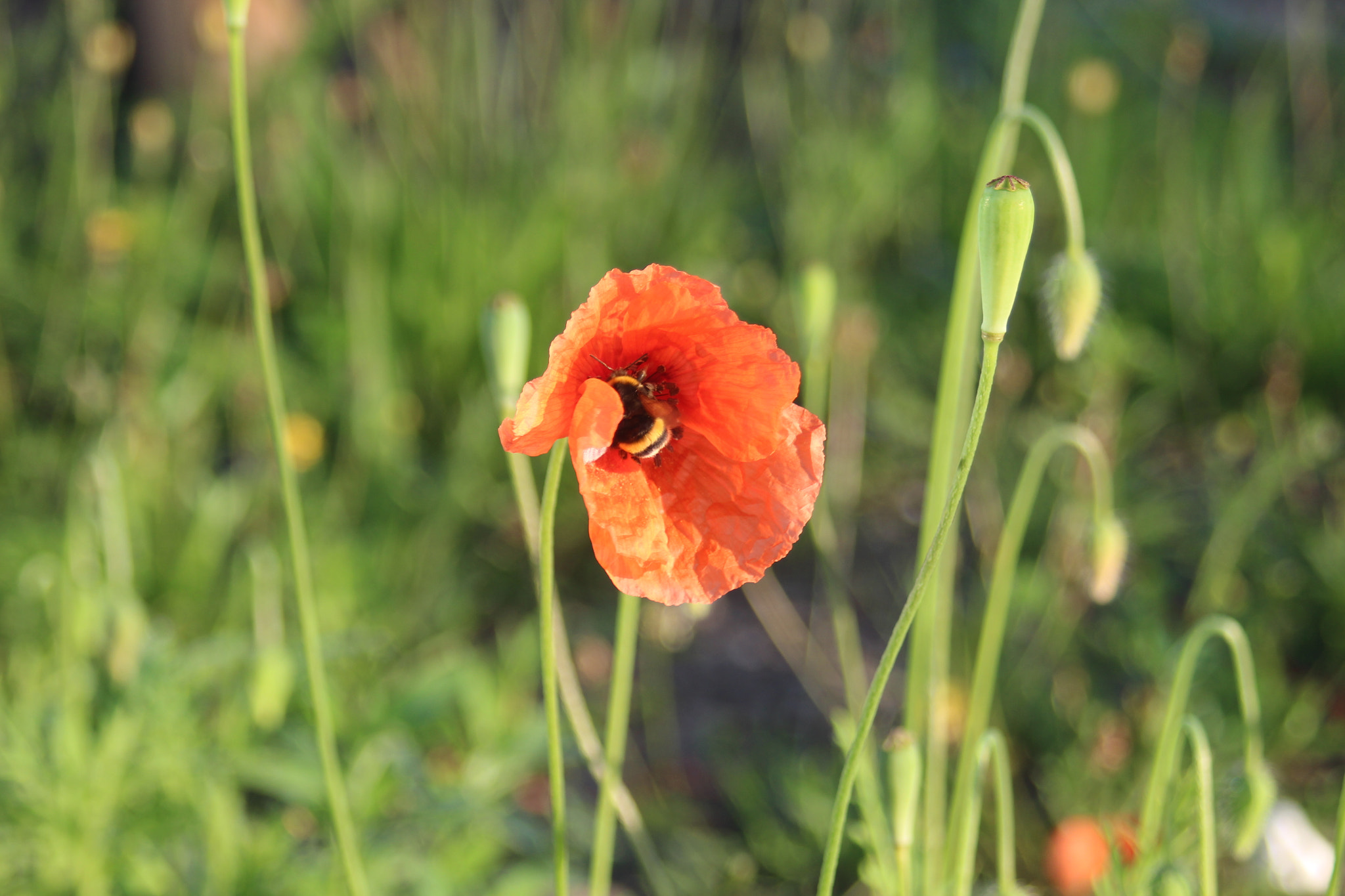 Canon EF 35-80mm f/4-5.6 sample photo. Bees and flowers photography