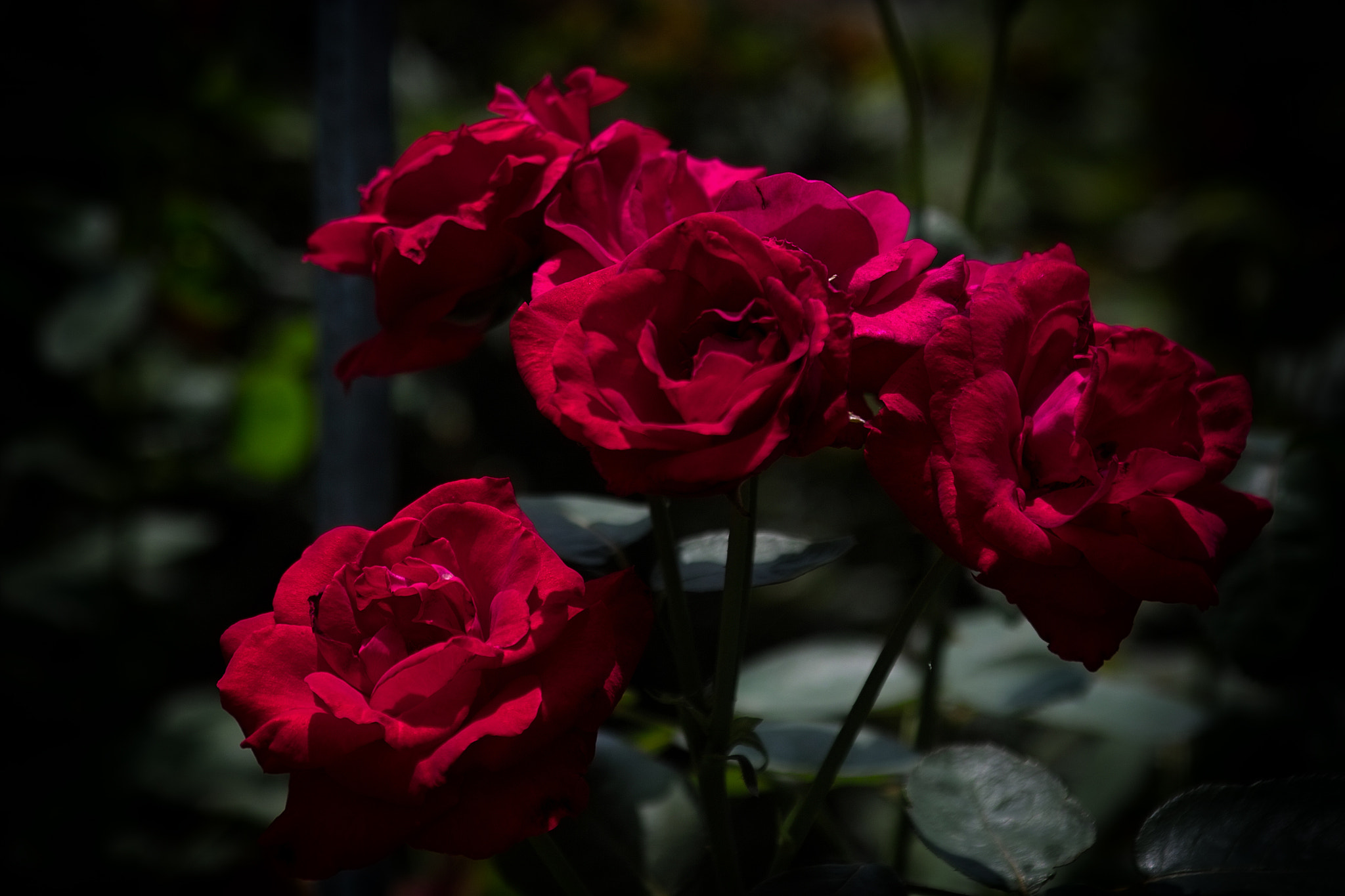 Sigma SD10 sample photo. Red rose photography