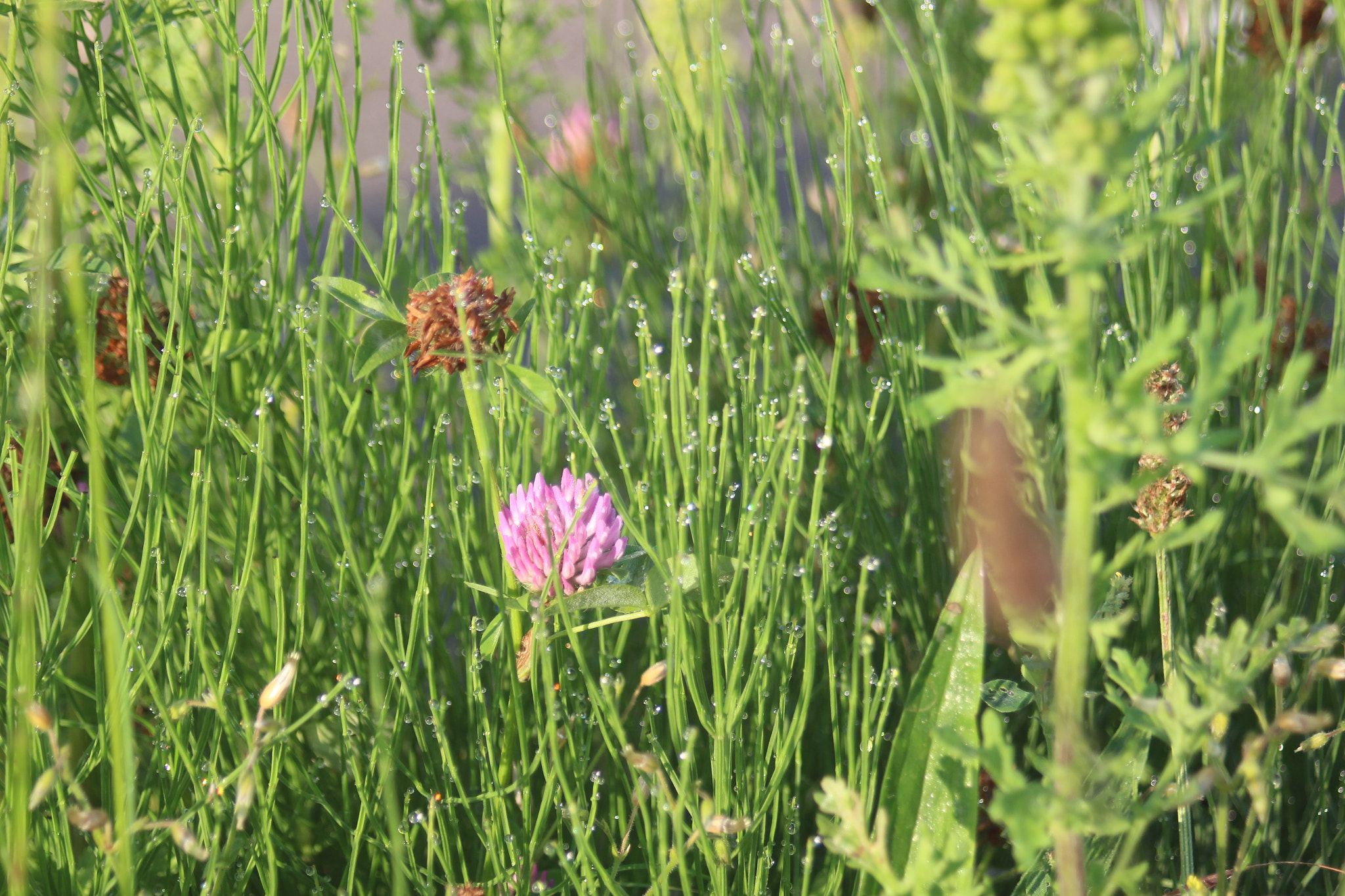 Canon EF 35-80mm f/4-5.6 sample photo. Wildflowers photography