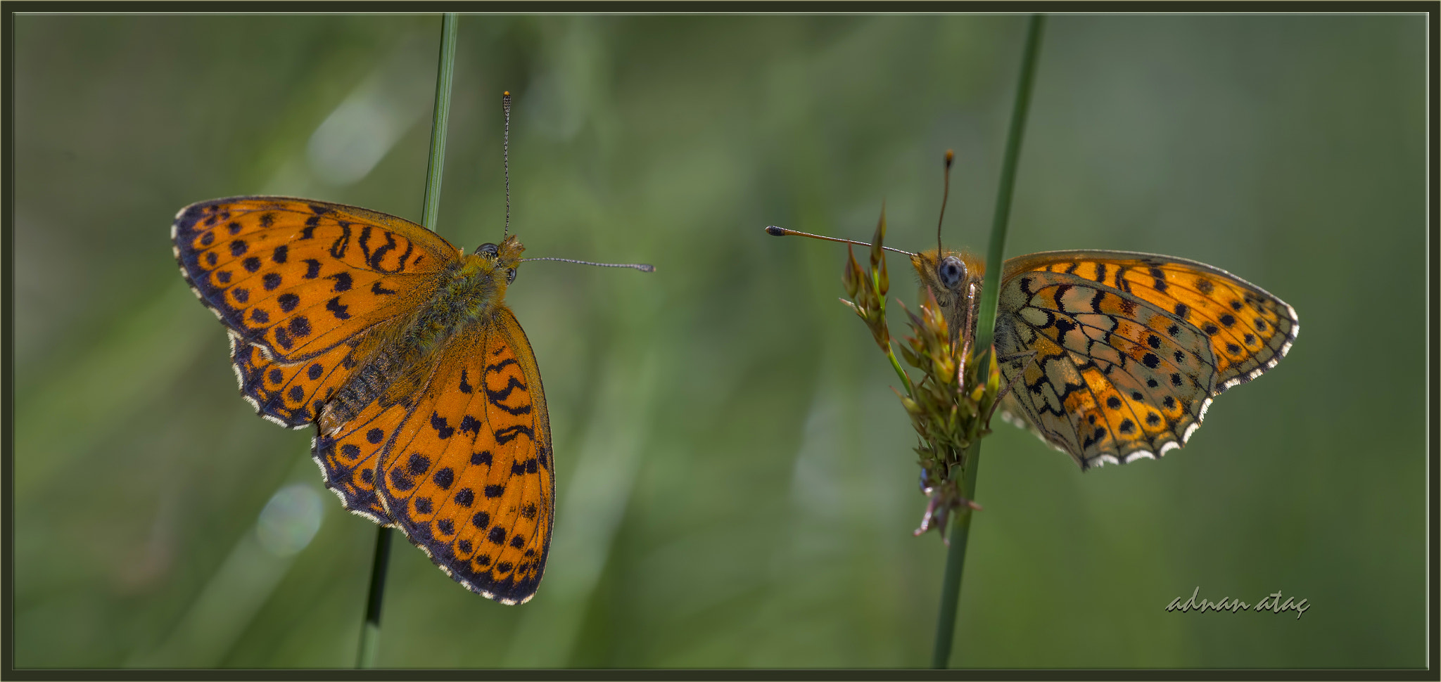 Nikon D4 sample photo. Çift noktalı brentis - brenthis hecate - twin spot fritillary photography
