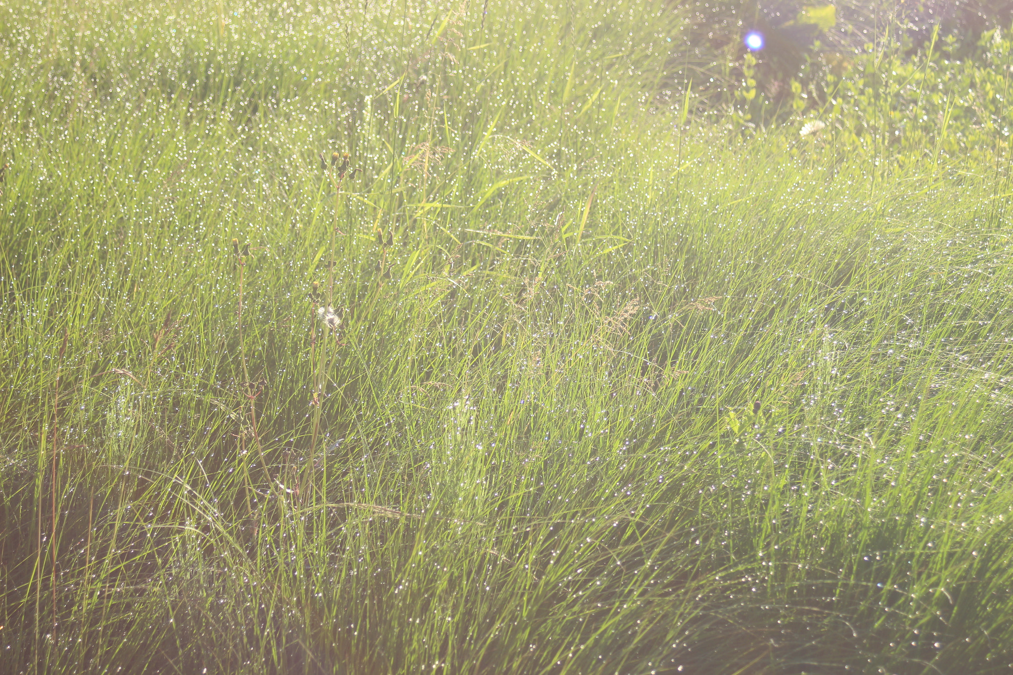 Canon EF 35-80mm f/4-5.6 sample photo. Morning dew photography