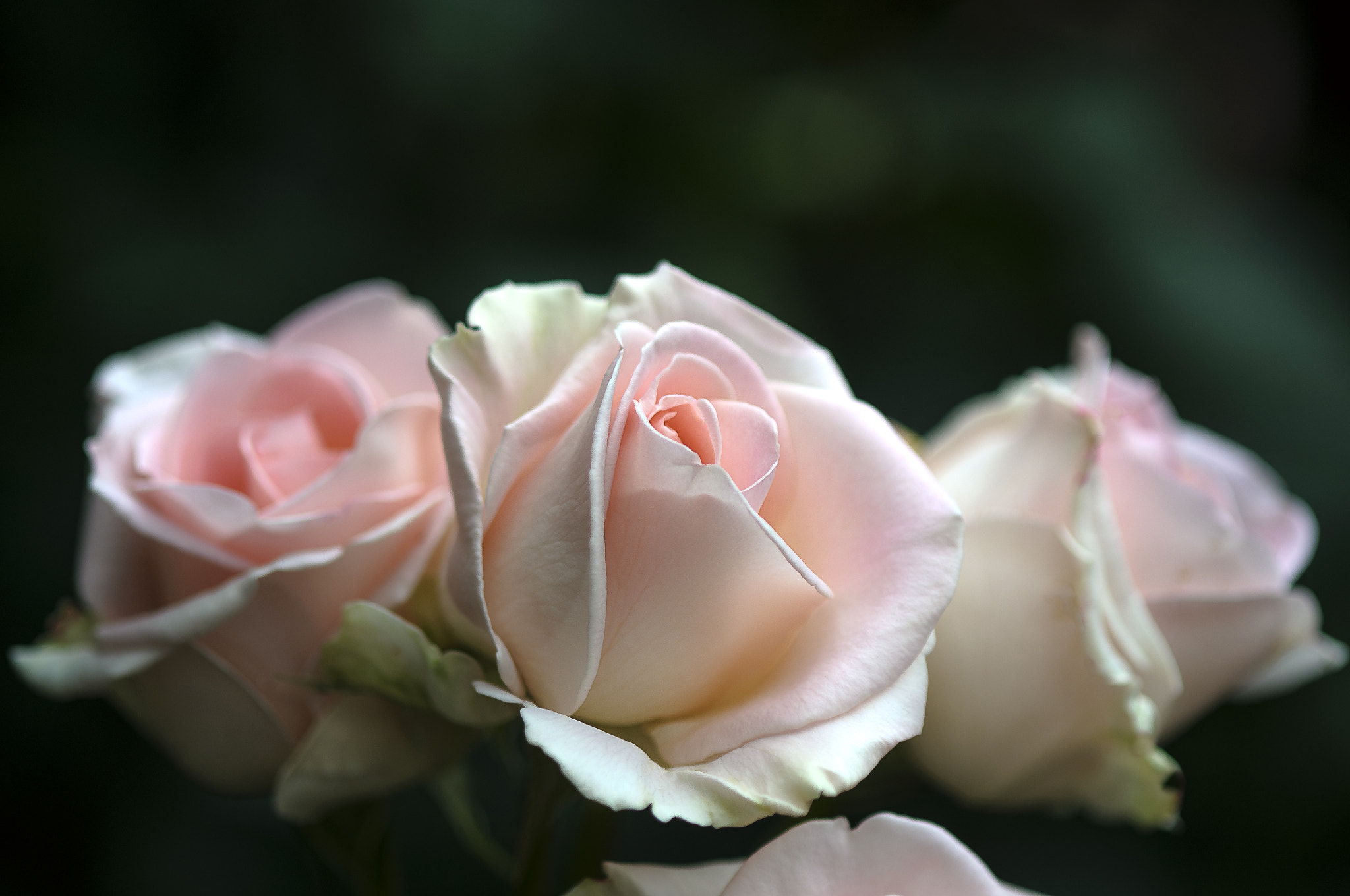 Nikon D300 + AF Micro-Nikkor 105mm f/2.8 sample photo. Три грации photography