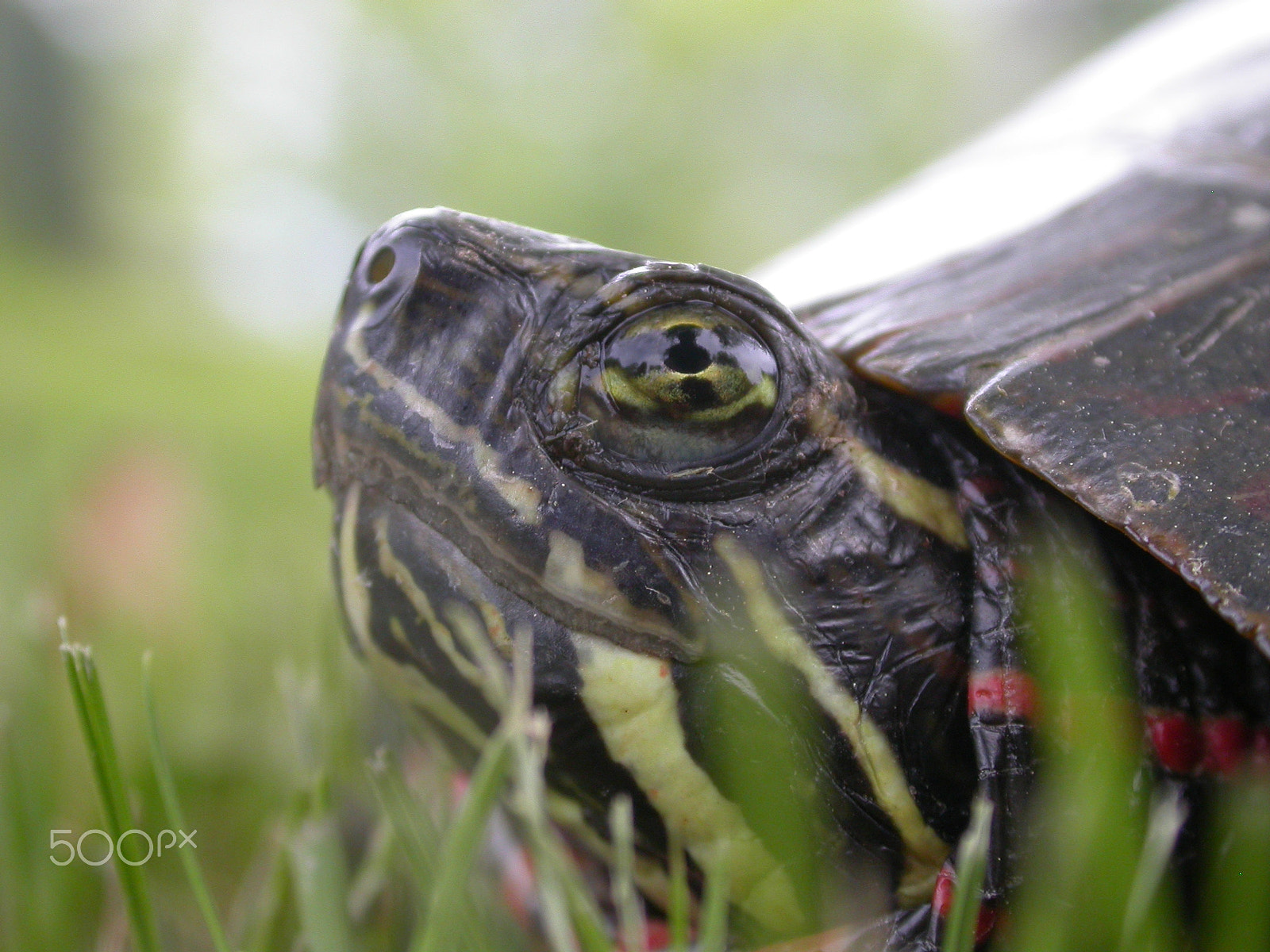 Nikon E4500 sample photo. I like turtles... photography