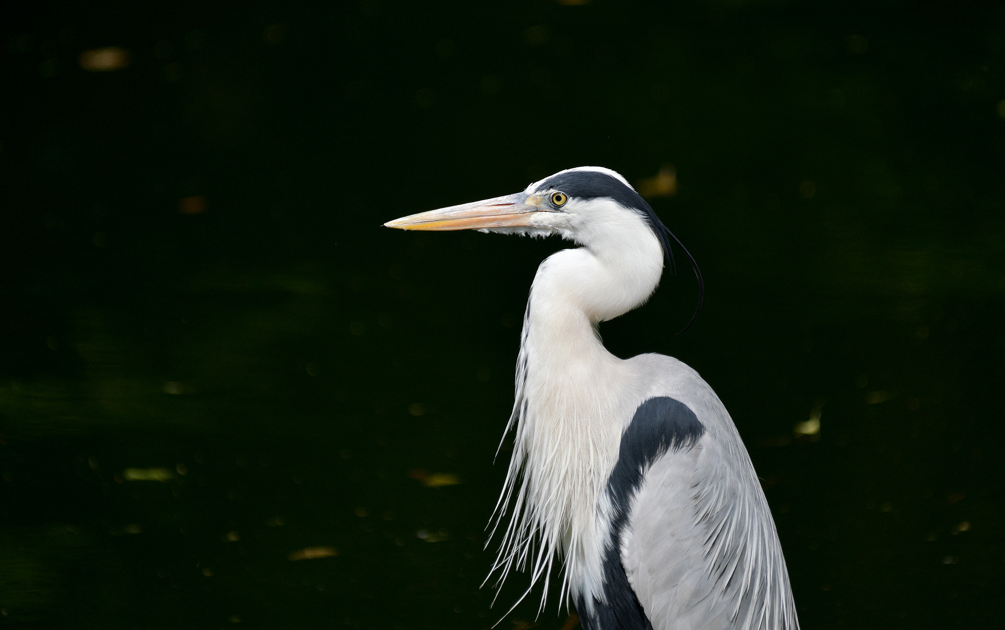 Sigma 150-500mm F5-6.3 DG OS HSM sample photo. Gray heron photography