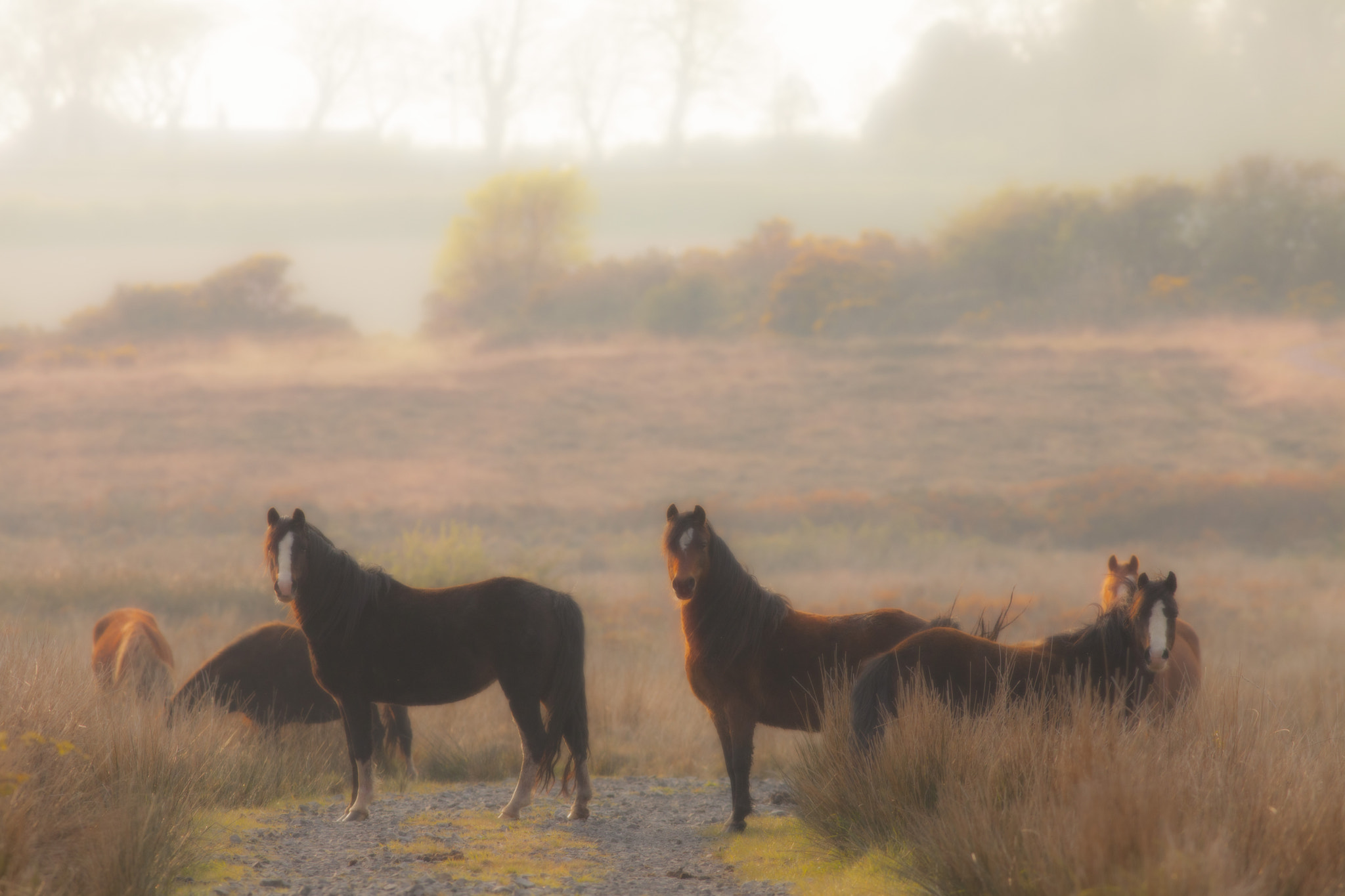 Canon EOS 5D Mark II + Canon EF 400mm F5.6L USM sample photo. Anglesey horses photography