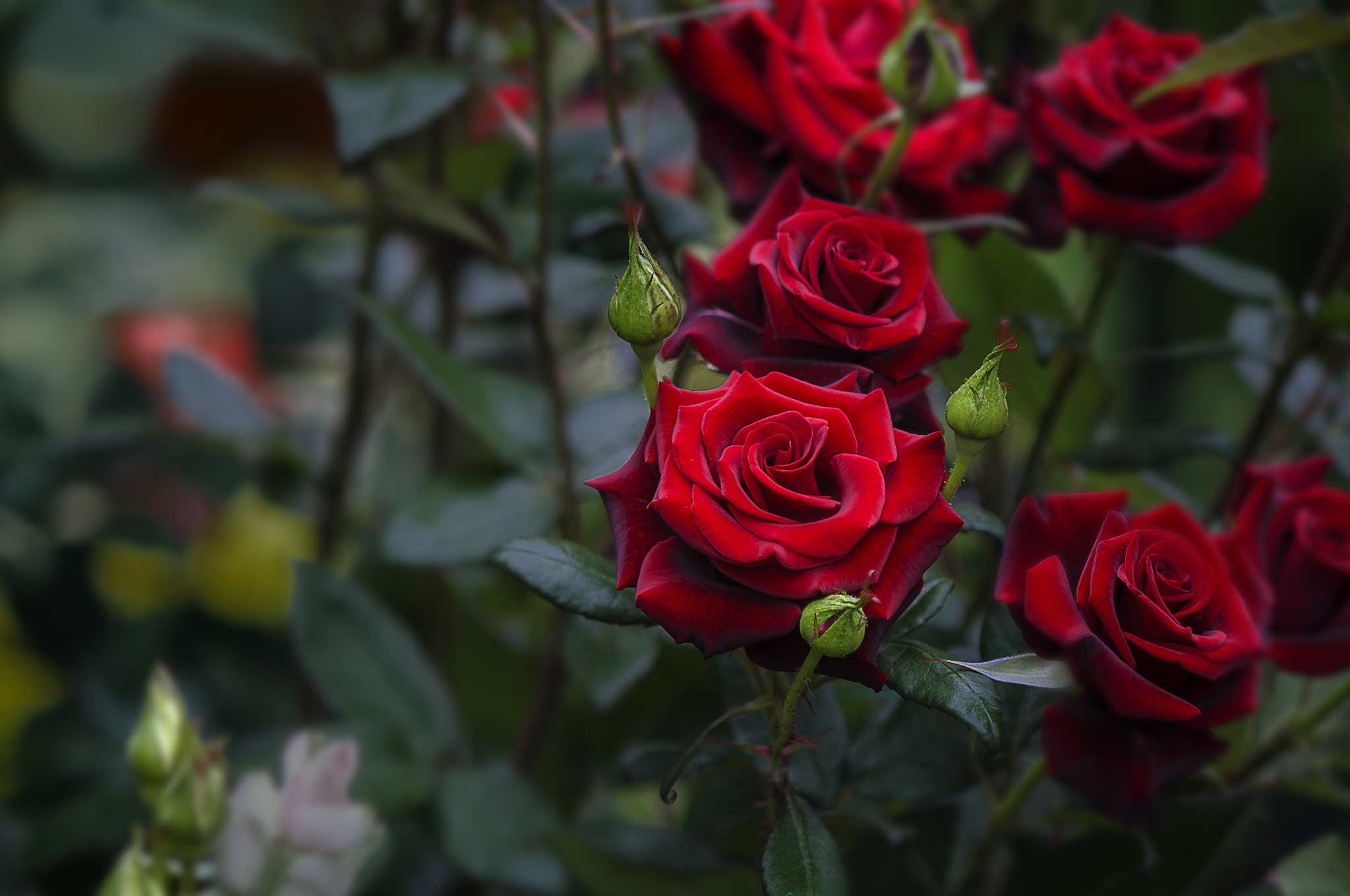 AF Micro-Nikkor 105mm f/2.8 sample photo. Красавицы photography