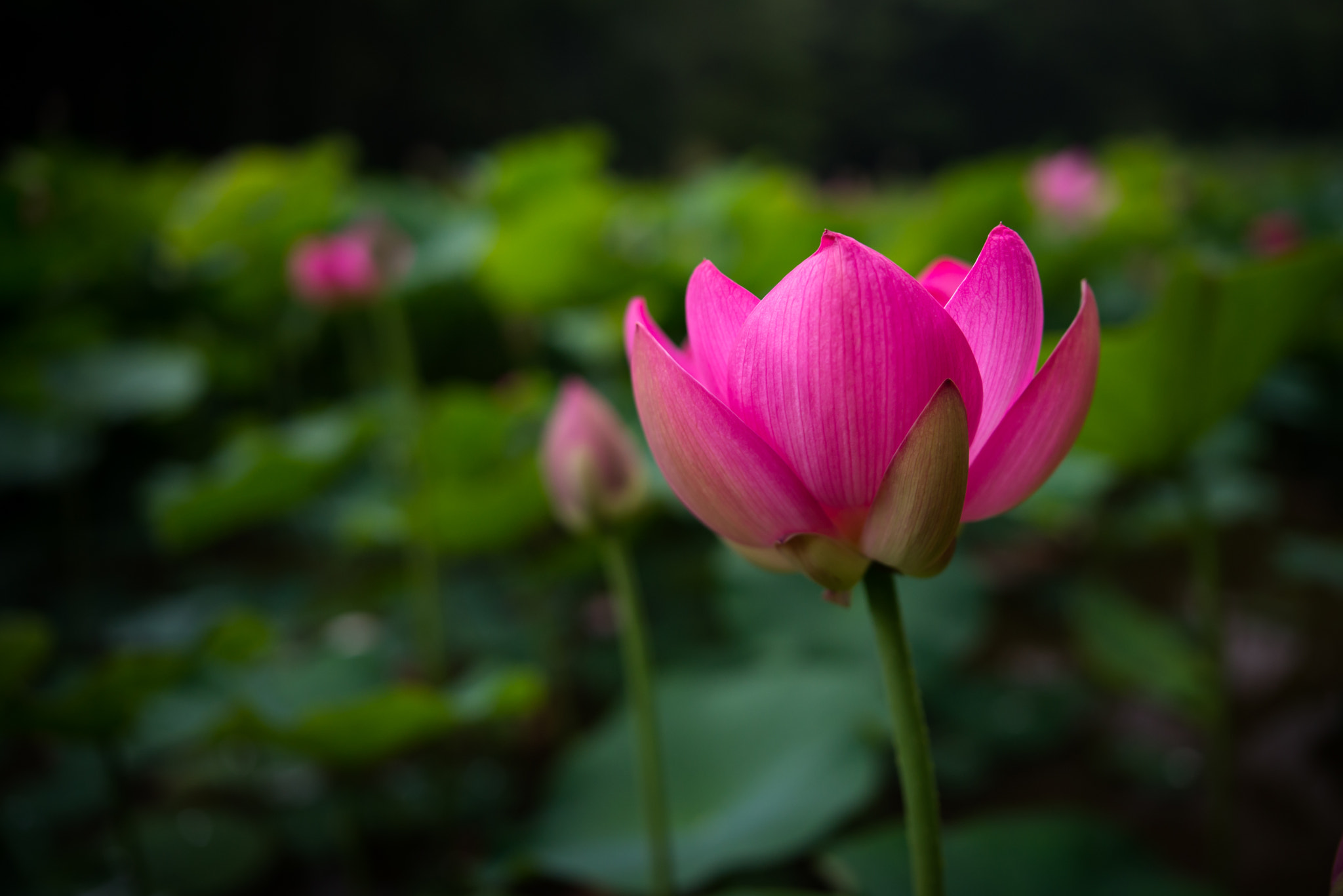 Nikon AF-S Nikkor 200-400mm F4G ED-IF VR sample photo. Lotus photography