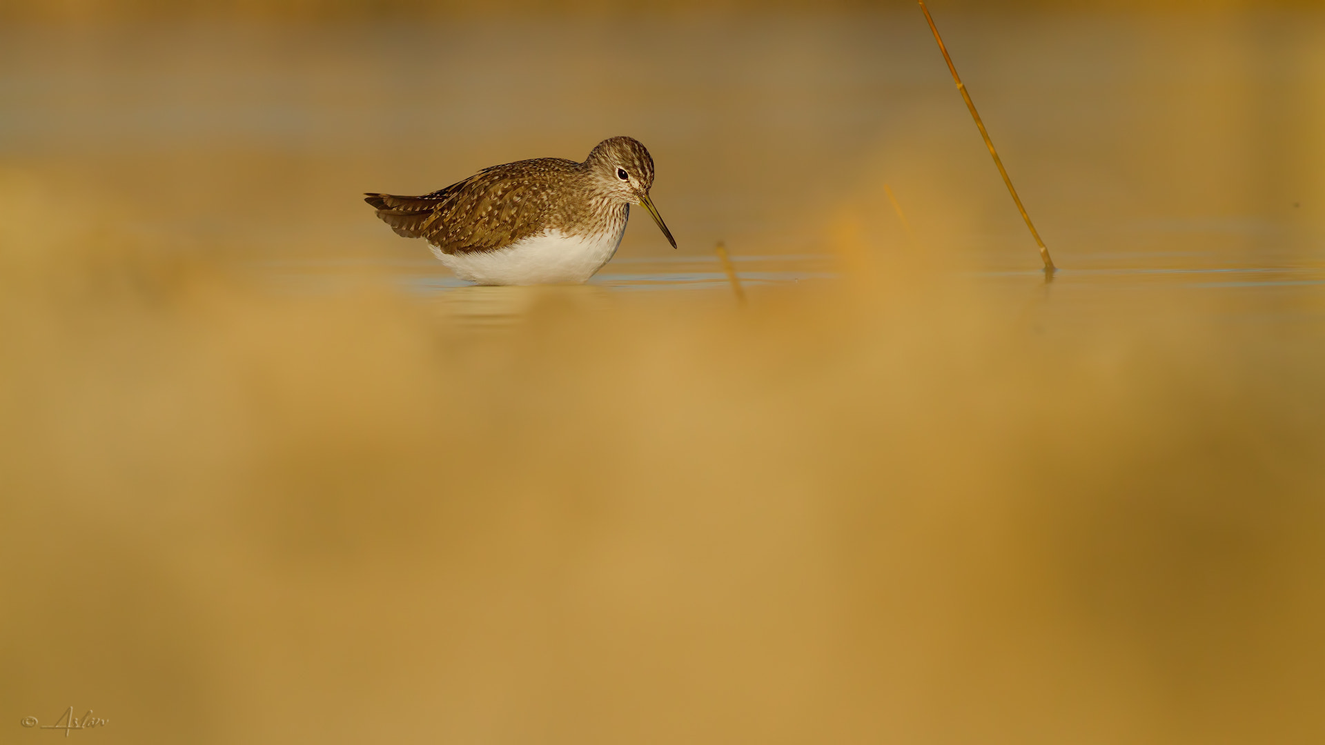 Canon EOS 7D + Canon EF 400mm F5.6L USM sample photo. Yeşil düdükçün » tringa ochropus » green sandpipe photography