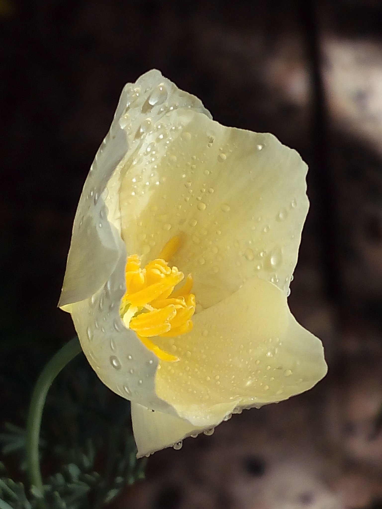 bq Aquaris E5 HD sample photo. Flor photography