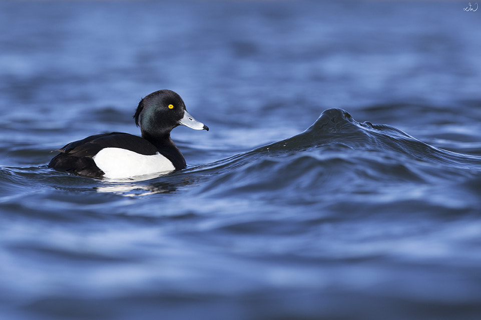 Canon EOS 6D + Canon EF 300mm F2.8L IS II USM sample photo. Tufted duck photography