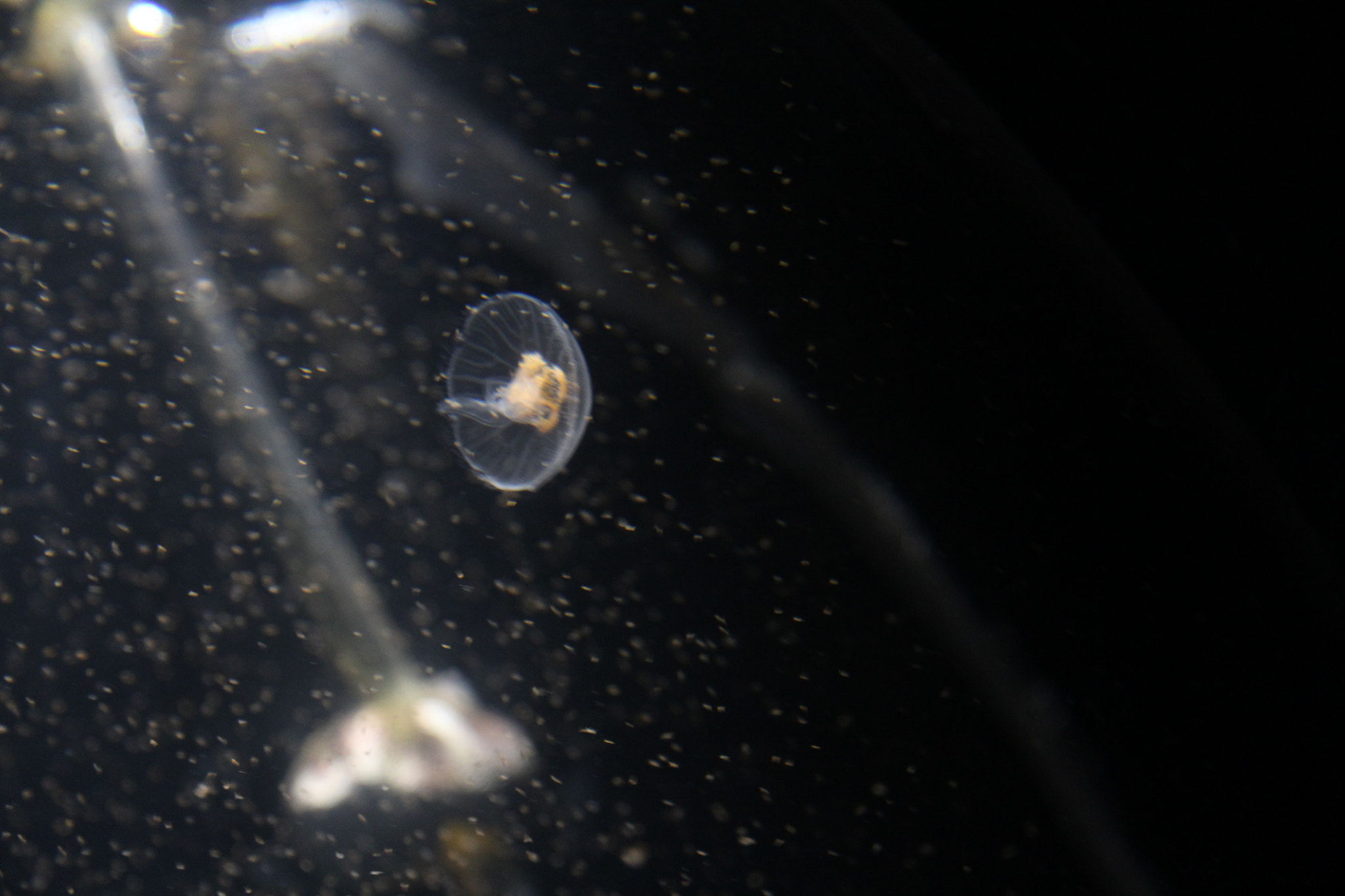 Canon EF-S 17-85mm F4-5.6 IS USM sample photo. Jelly fish photography