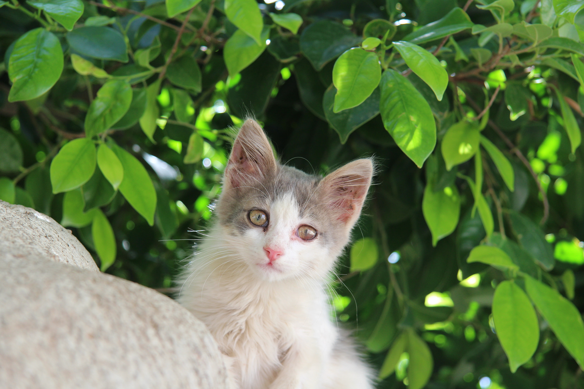 Canon EF-S 17-85mm F4-5.6 IS USM sample photo. Cat photography