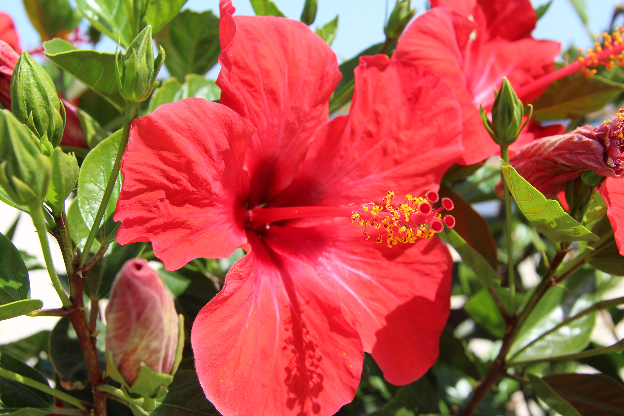 Canon EF-S 17-85mm F4-5.6 IS USM sample photo. Hibiscus photography