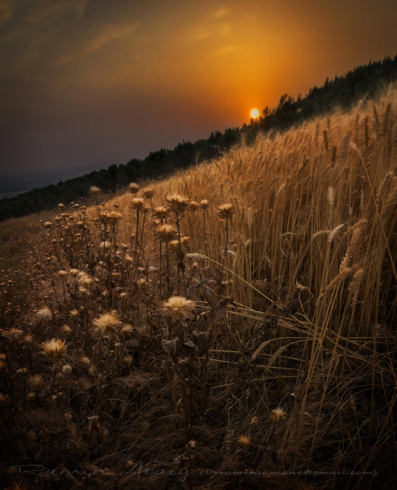 Canon EF-S 10-18mm F4.5–5.6 IS STM sample photo. Sunset over grain field photography
