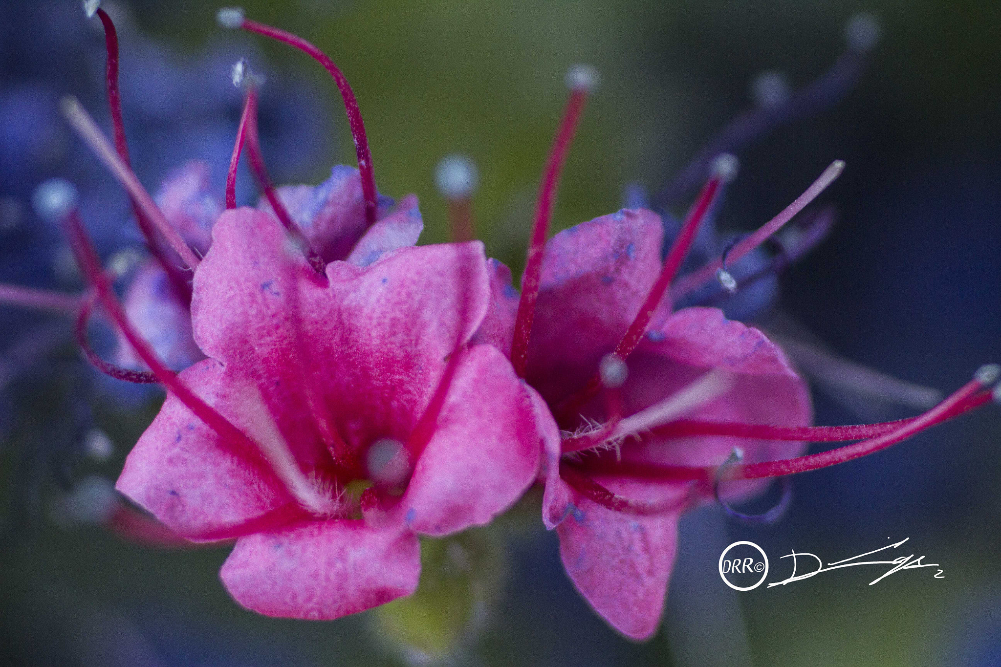 Canon EF 50mm F2.5 Macro sample photo. Tajinaste ii photography