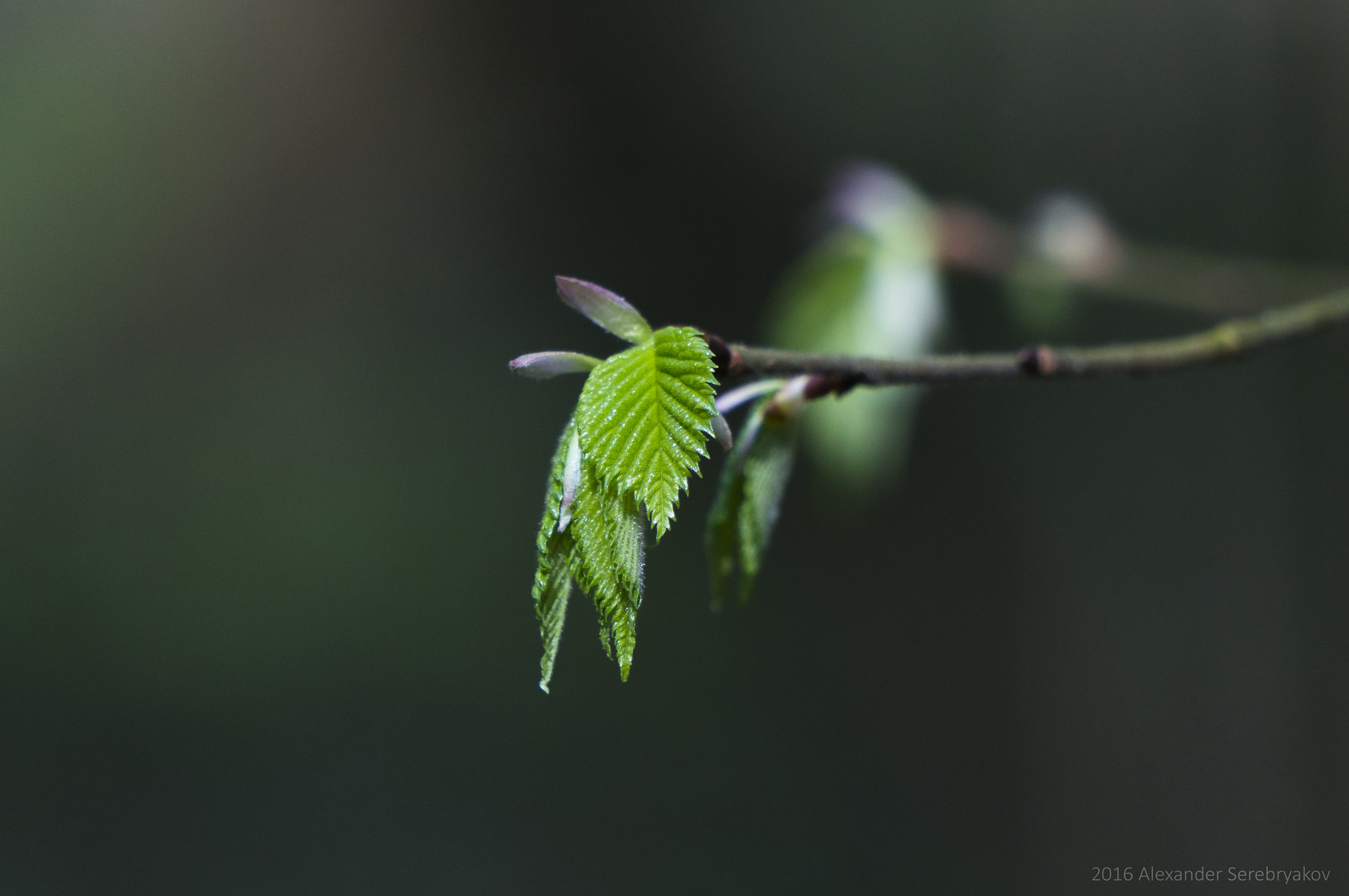 Sony Alpha NEX-5R + Sony E 55-210mm F4.5-6.3 OSS sample photo. Spring photography