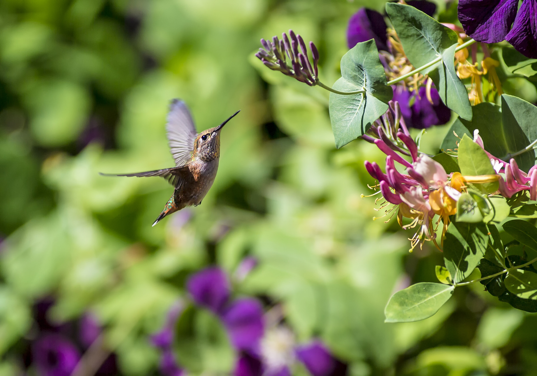 Canon EOS-1D X + Canon EF 300mm f/2.8L sample photo. Summer flight photography