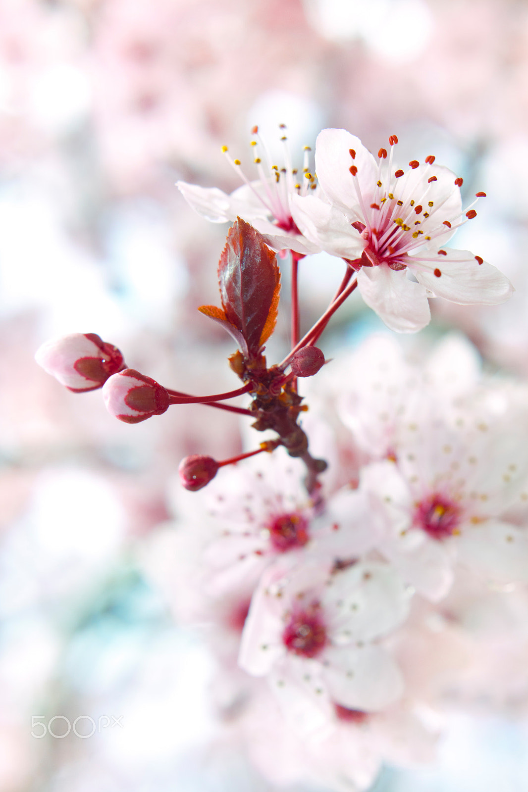 Canon EOS 50D + Canon EF 50mm F1.4 USM sample photo. Blooming fruit tree photography