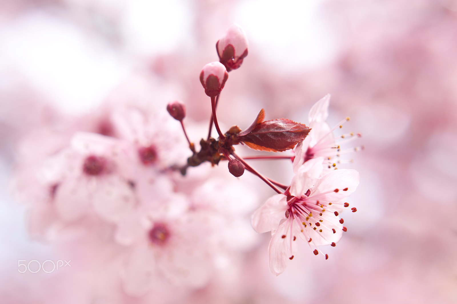 Canon EOS 50D + Canon EF 50mm F1.4 USM sample photo. Blooming fruit tree photography