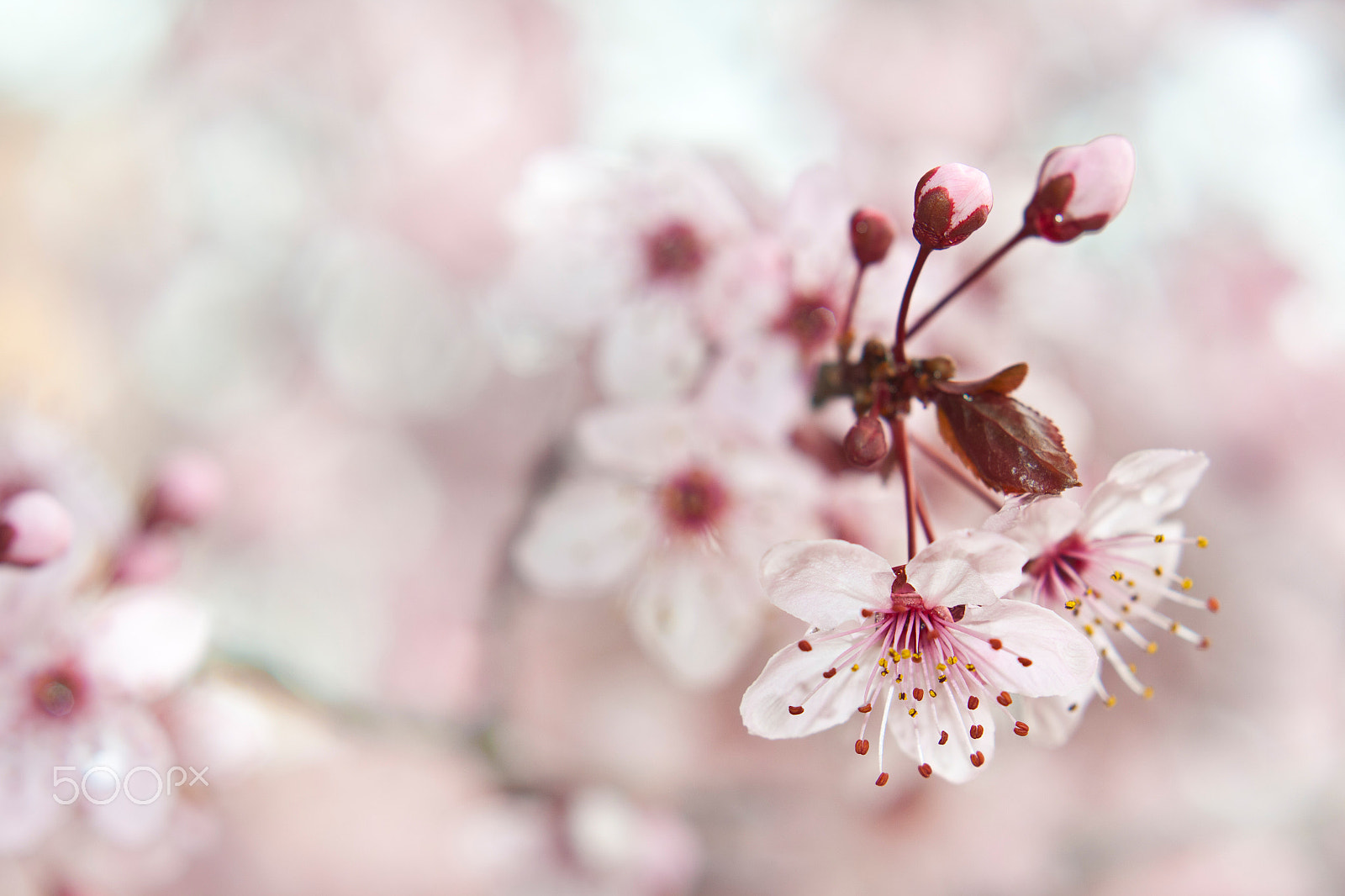 Canon EOS 50D + Canon EF 50mm F1.4 USM sample photo. Blooming fruit tree photography