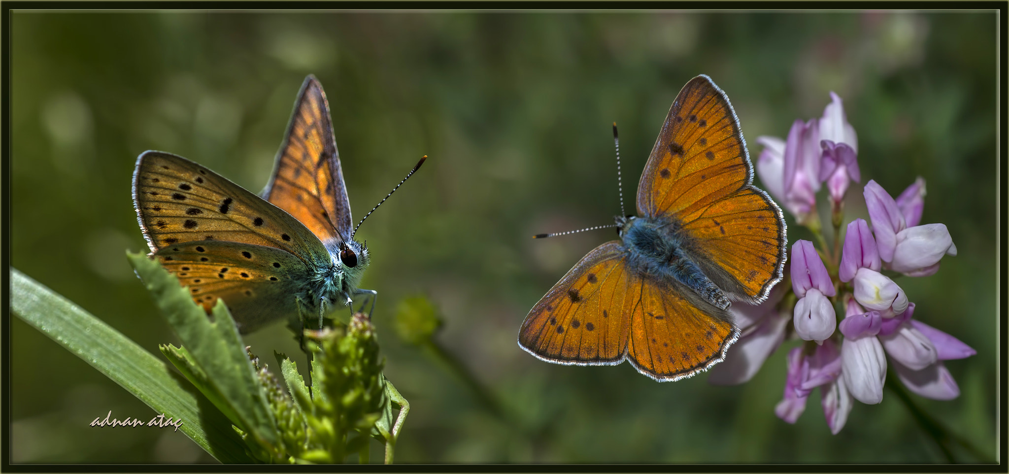 Nikon D4 sample photo. Büyük mor bakır kelebeği - lycaena alciphron - purple shot copper photography