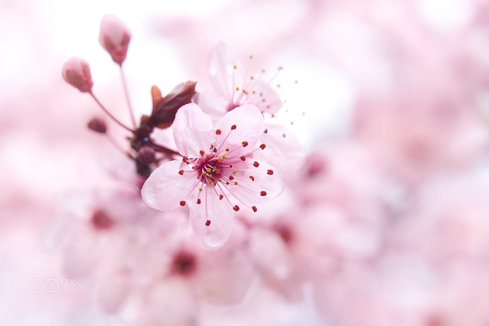 Canon EOS 50D + Canon EF 50mm F1.4 USM sample photo. Blooming fruit tree photography