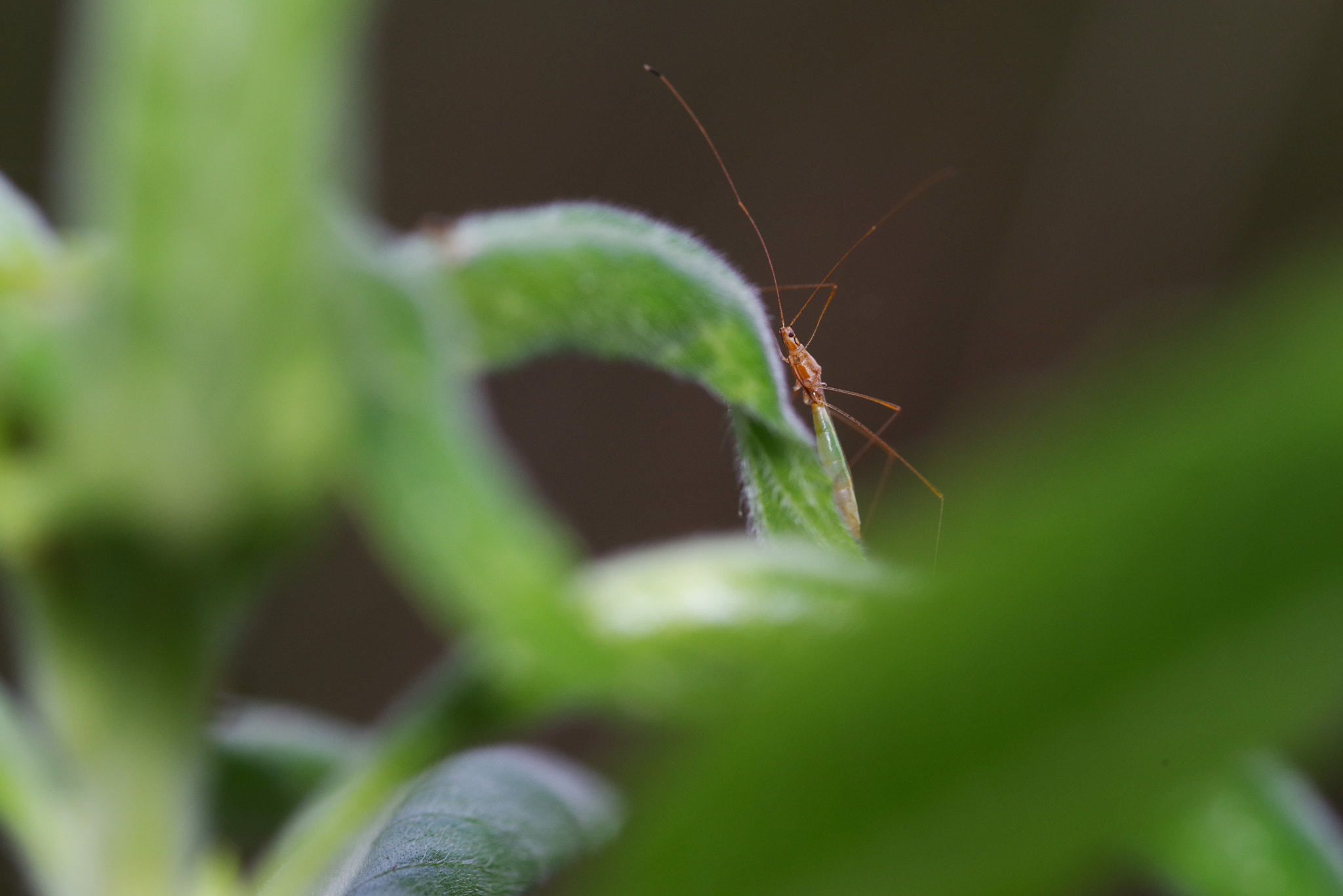 Pentax K-1 sample photo. The world of small insects photography