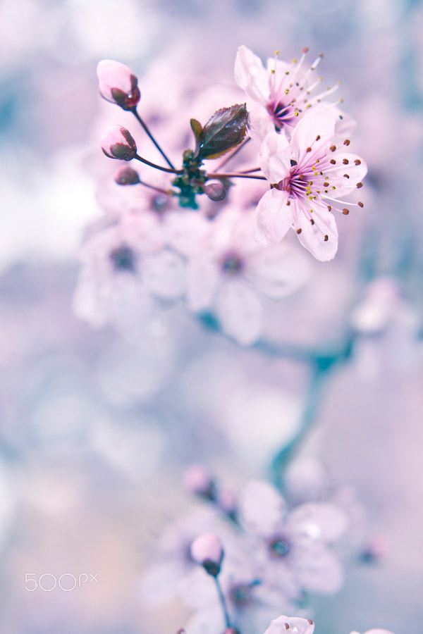 Canon EOS 50D + Canon EF 50mm F1.4 USM sample photo. Blooming fruit tree photography