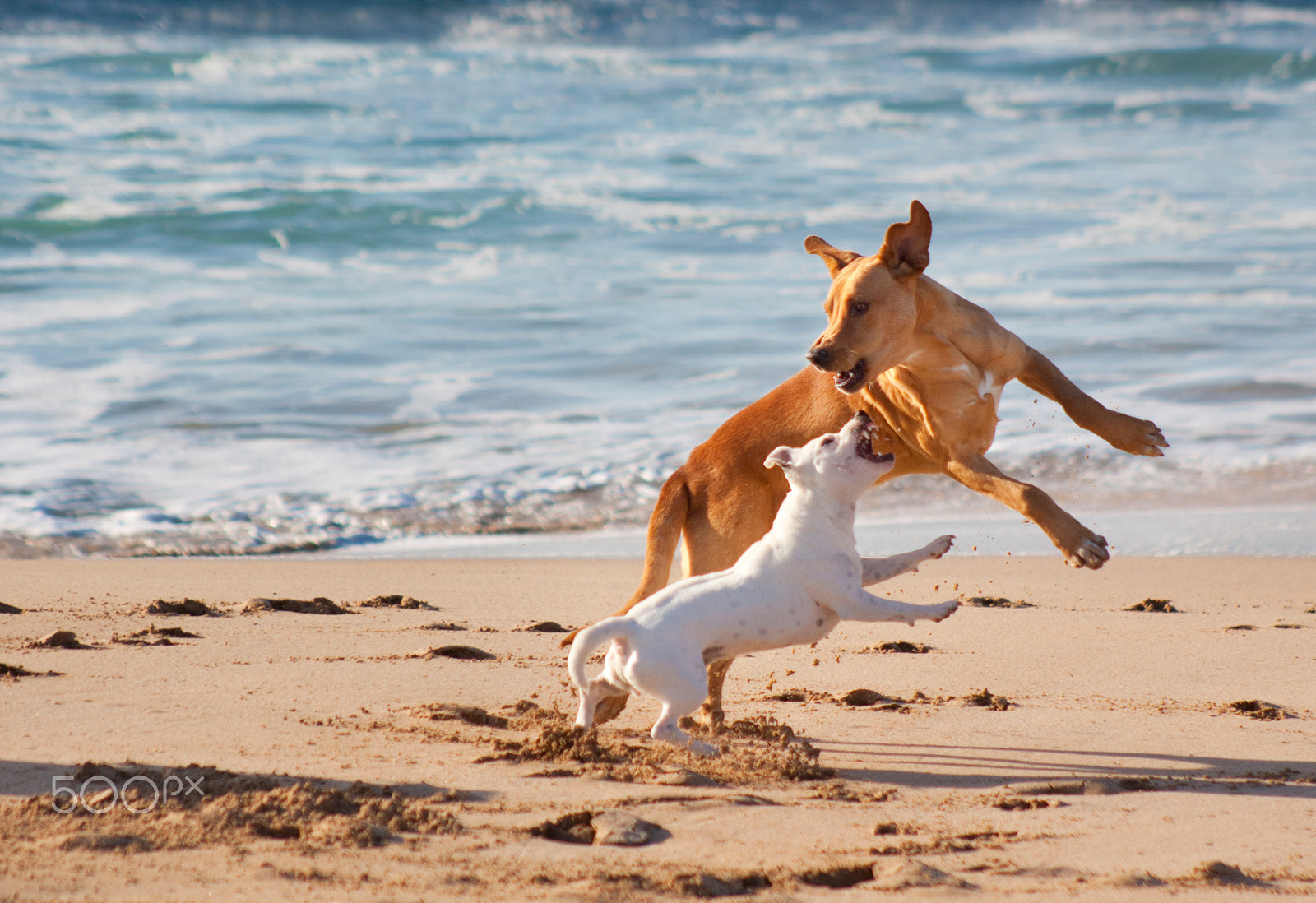 Canon EOS 50D + Canon EF 70-210mm f/3.5-4.5 USM sample photo. Dogs playing at sandy beach photography
