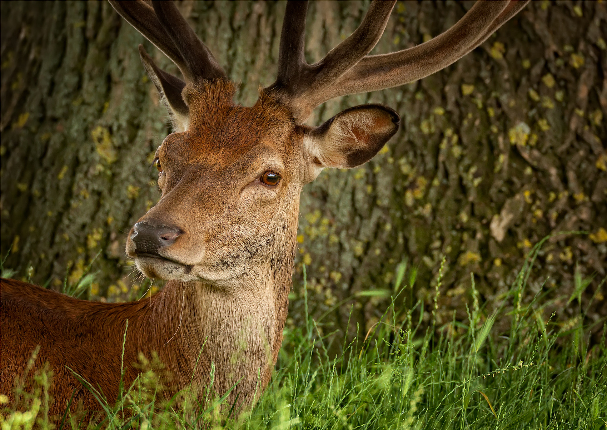 Canon EOS 5D Mark II + Sigma 150-600mm F5-6.3 DG OS HSM | C sample photo. Uk wildlife - the red deer photography