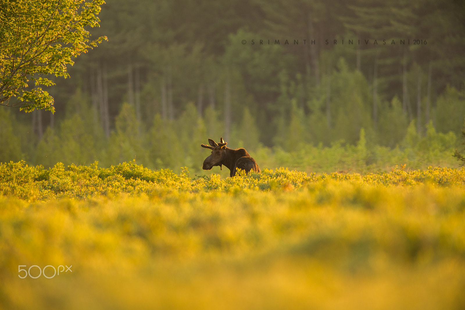 Nikon D610 + Nikon AF-S Nikkor 600mm F4G ED VR sample photo. Bull moose at dawn photography