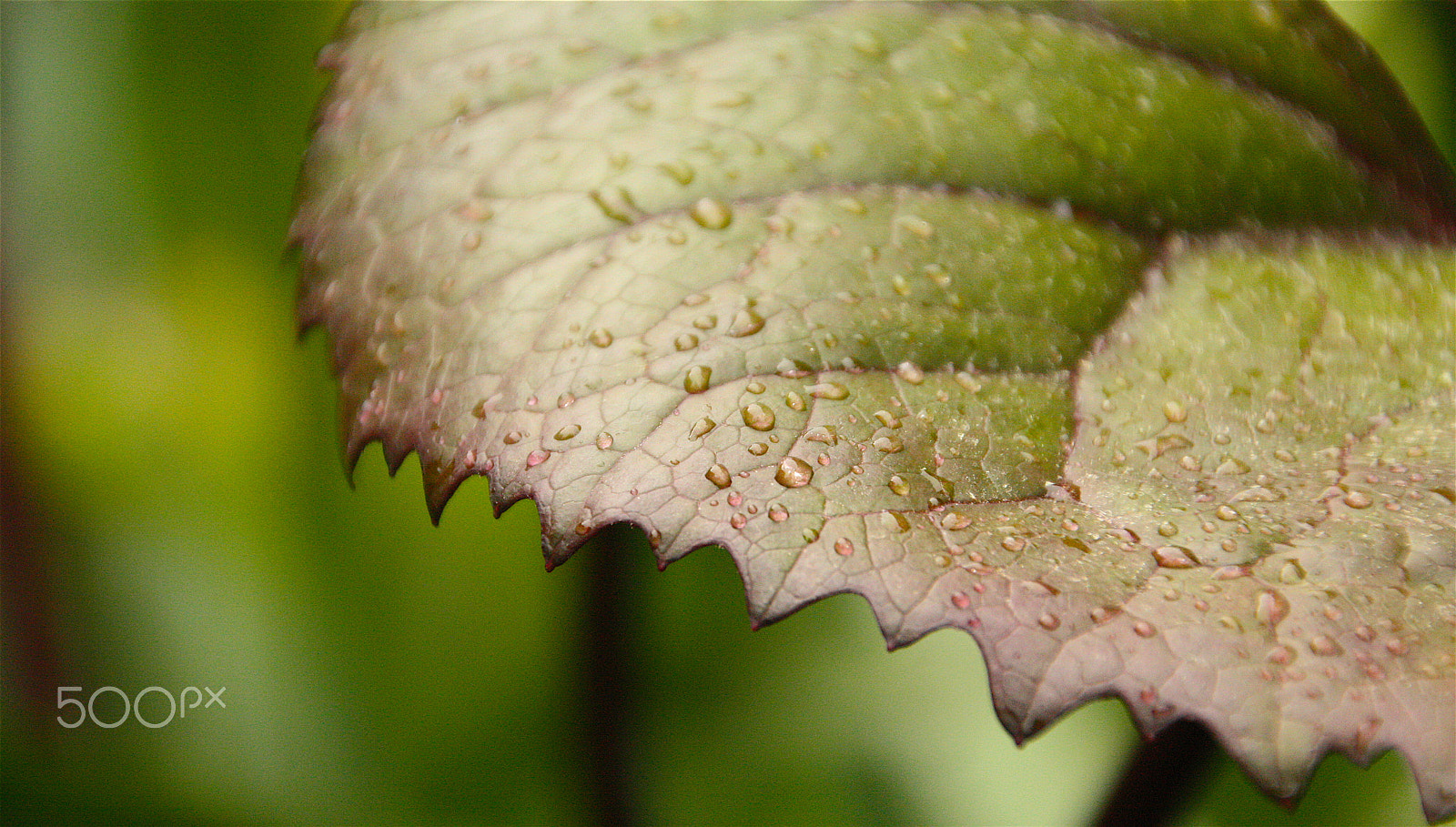 Canon EOS 1000D (EOS Digital Rebel XS / EOS Kiss F) sample photo. Eloquent nature photography