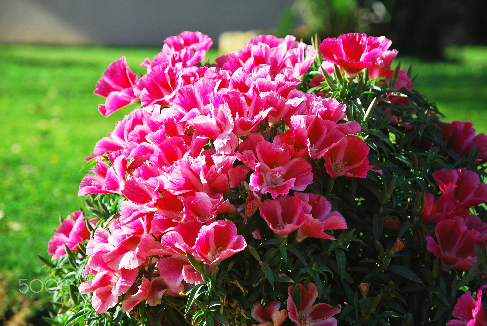 Nikon D60 sample photo. Flowers:d photography