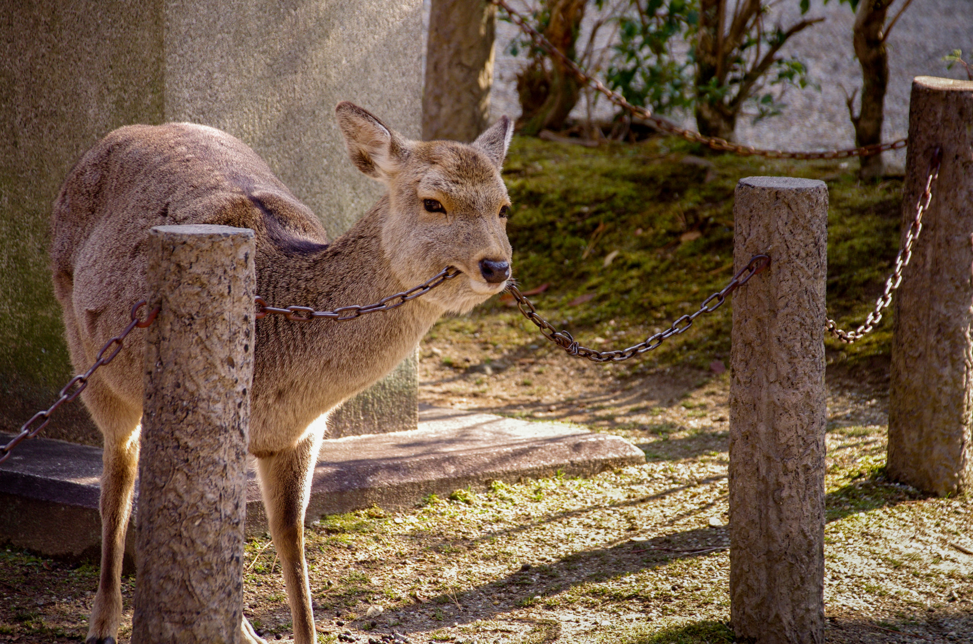 Pentax K-5 IIs + Sigma 18-250mm F3.5-6.3 DC Macro OS HSM sample photo. Deer photography