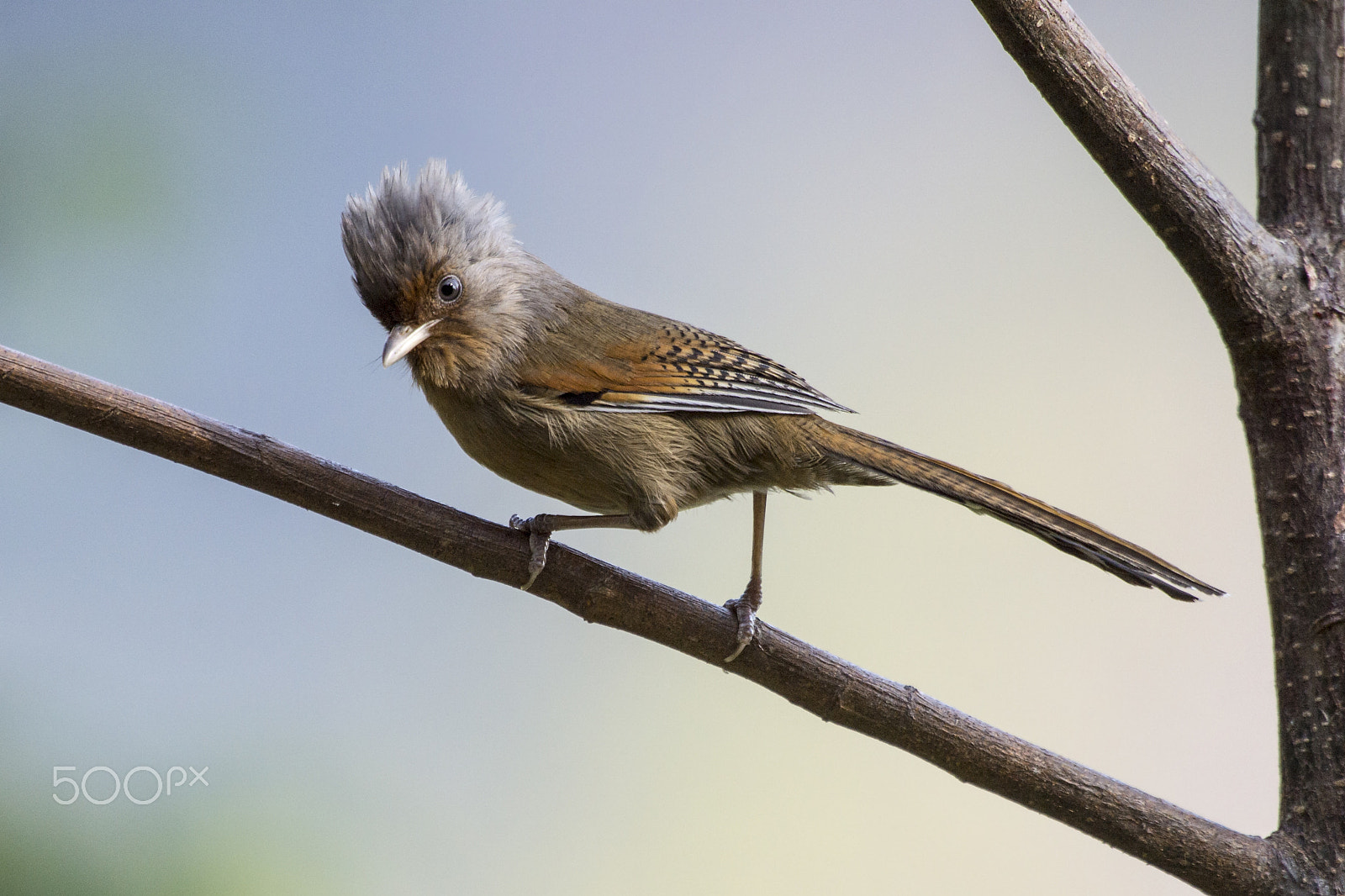 Nikon AF-S Nikkor 400mm F2.8G ED VR II sample photo. Rusty fronted barwing photography