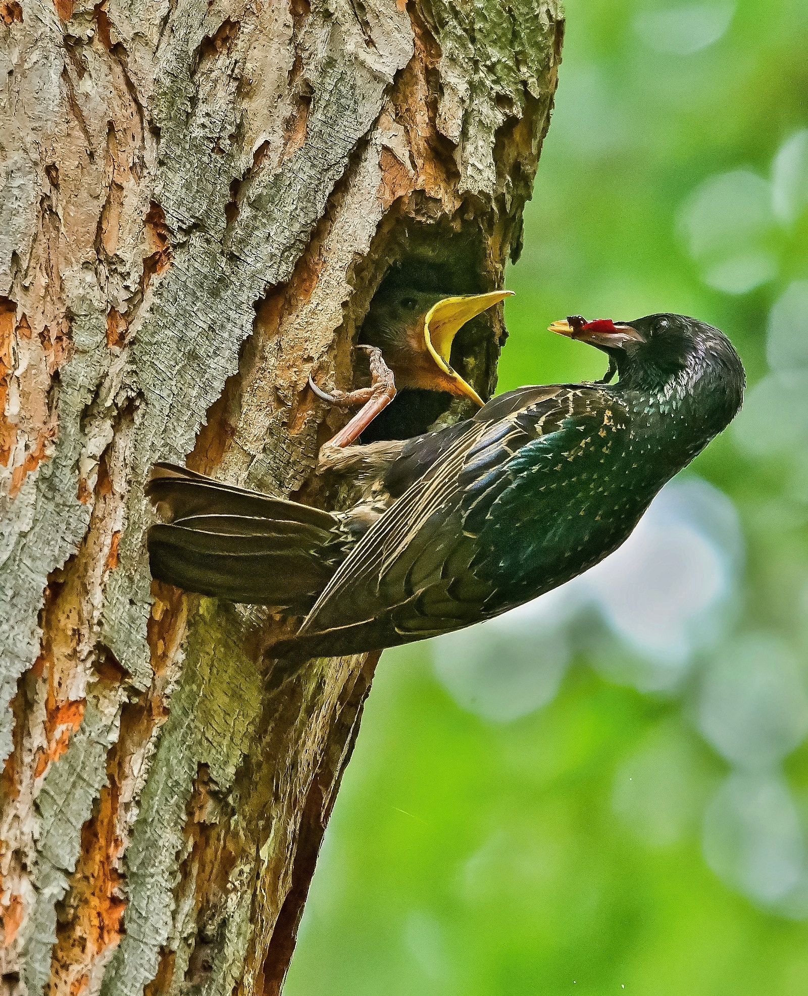 Sigma 120-400mm F4.5-5.6 DG OS HSM sample photo. Feeding time photography