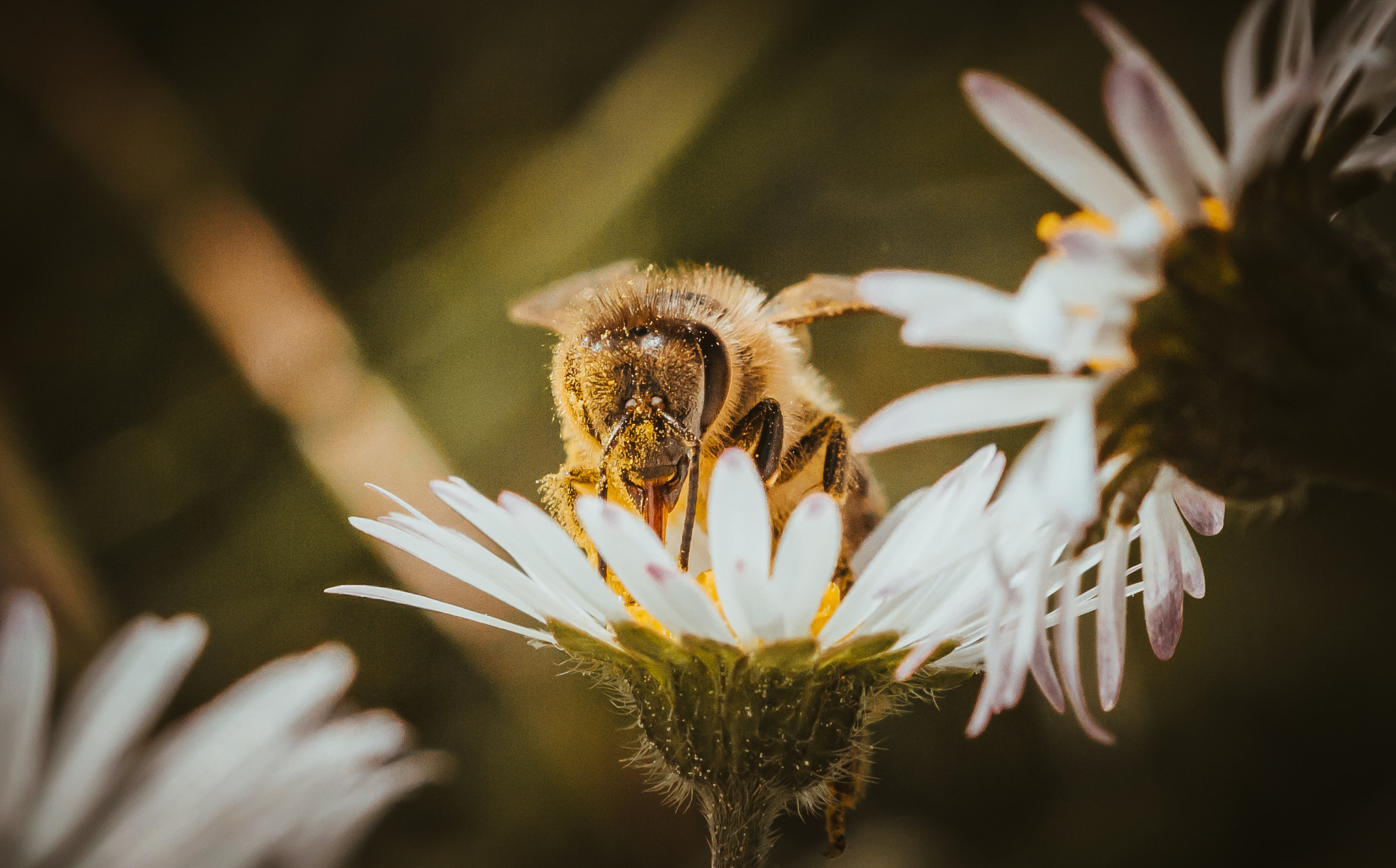 Canon EF 100mm F2.8L Macro IS USM sample photo. !!! photography