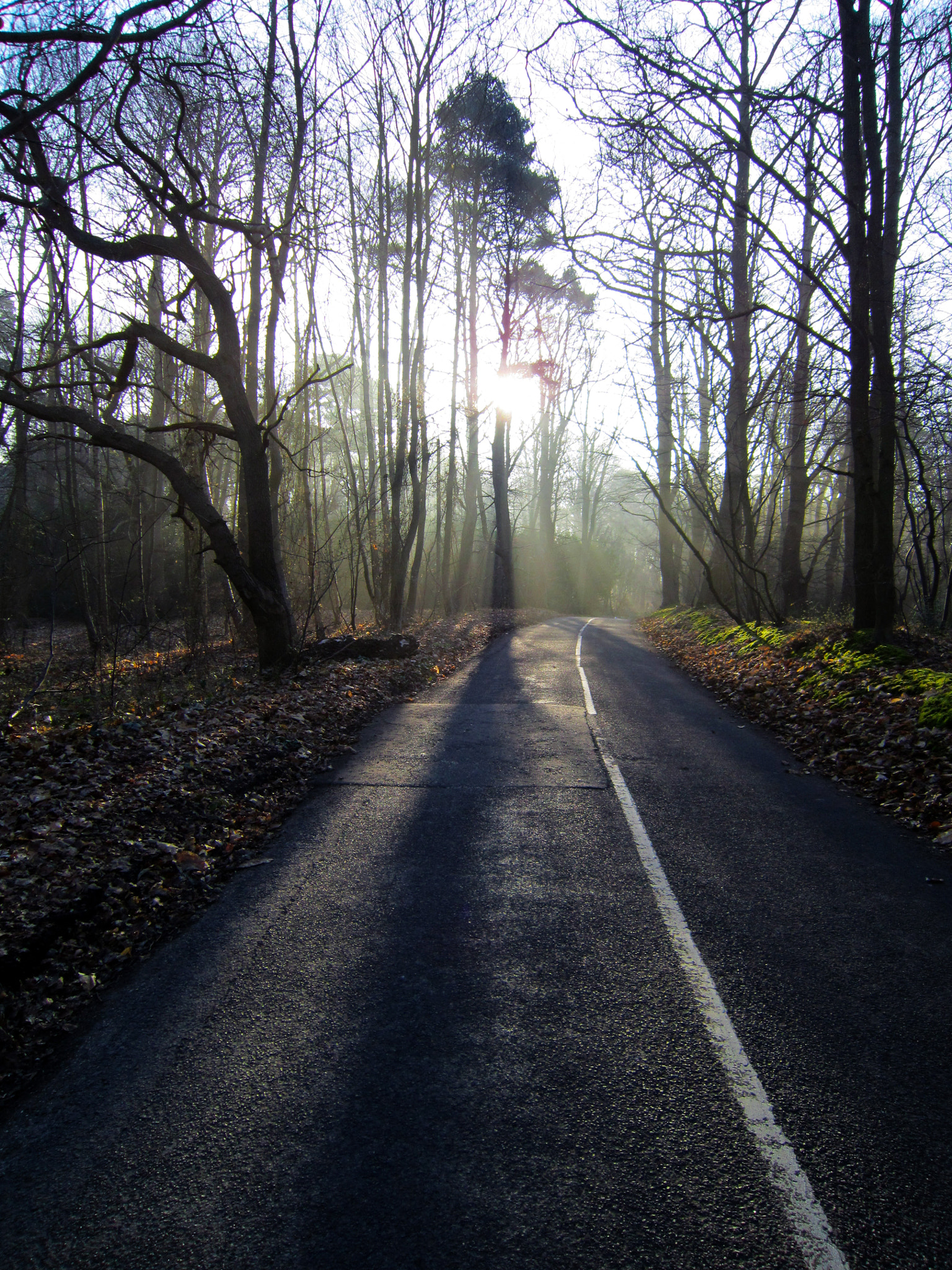 Canon PowerShot SD3500 IS (IXUS 210 / IXY 10S) sample photo. Early morning trees photography