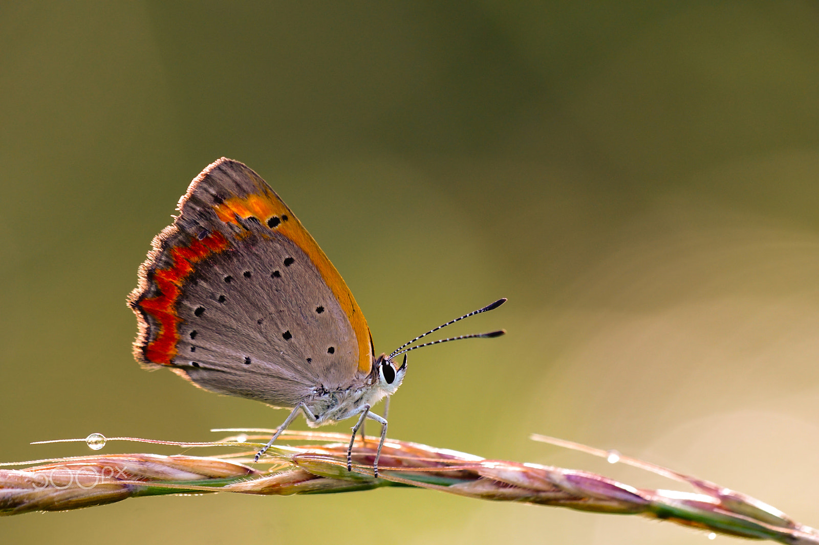 Sony ILCA-77M2 + Minolta AF 100mm F2.8 Macro [New] sample photo. The small copper photography