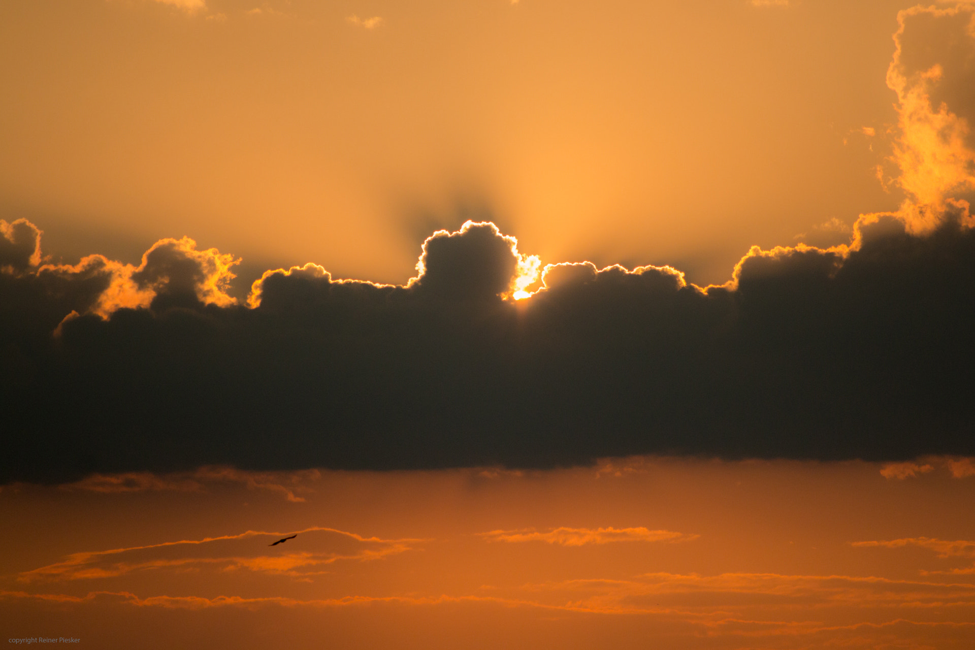 Canon EOS 70D + Canon EF 70-210mm f/4 sample photo. Bird of prey flying into orange evening sky photography