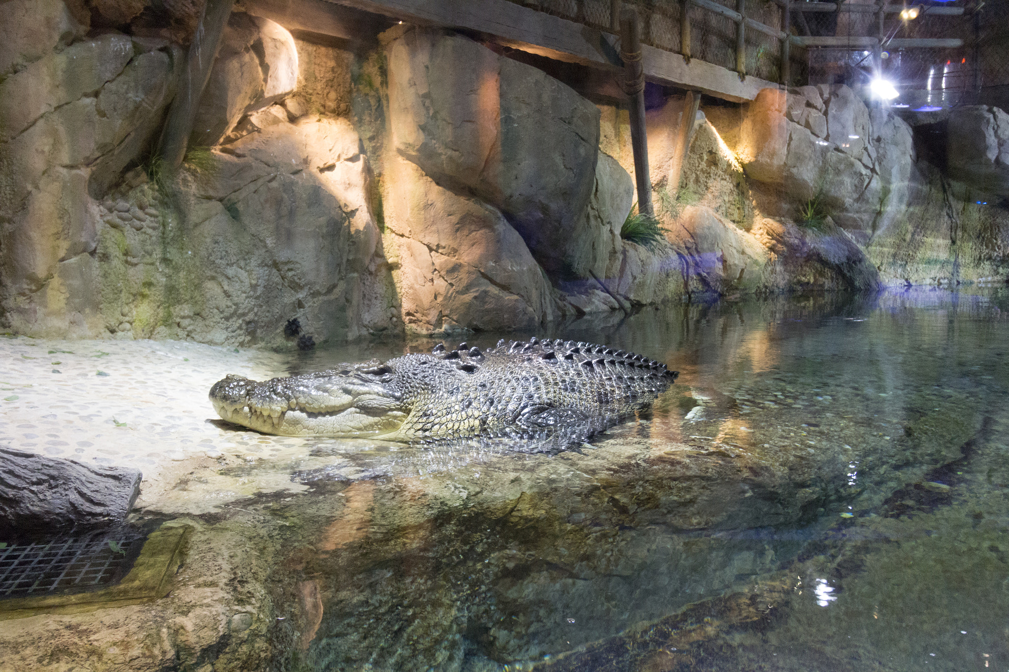 Canon EF-S 10-18mm F4.5–5.6 IS STM sample photo. The emperor of reptiles photography