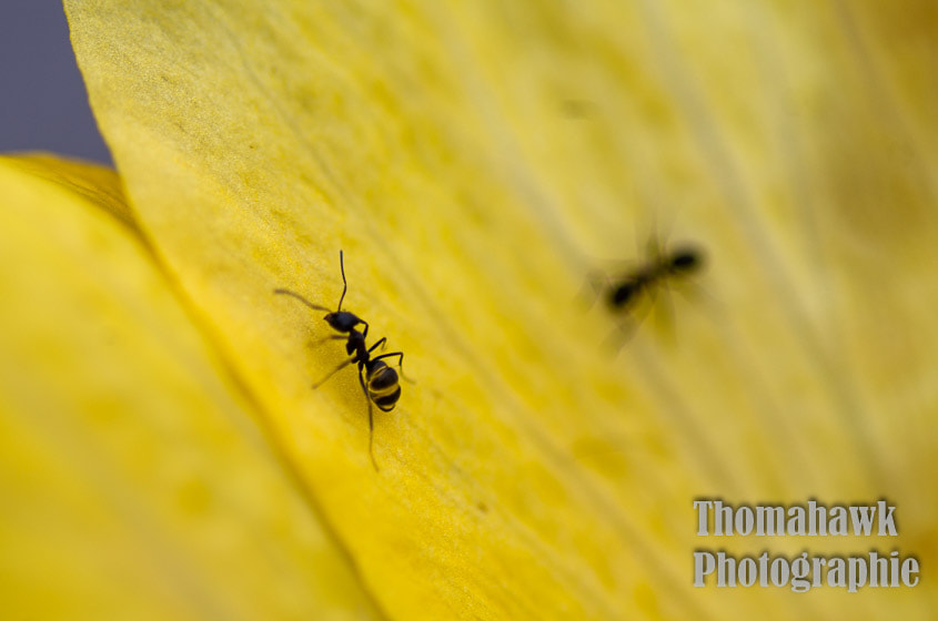 Pentax smc D-FA 100mm F2.8 macro sample photo. Macro photography