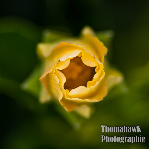 Pentax smc D-FA 100mm F2.8 macro sample photo. Macro photography